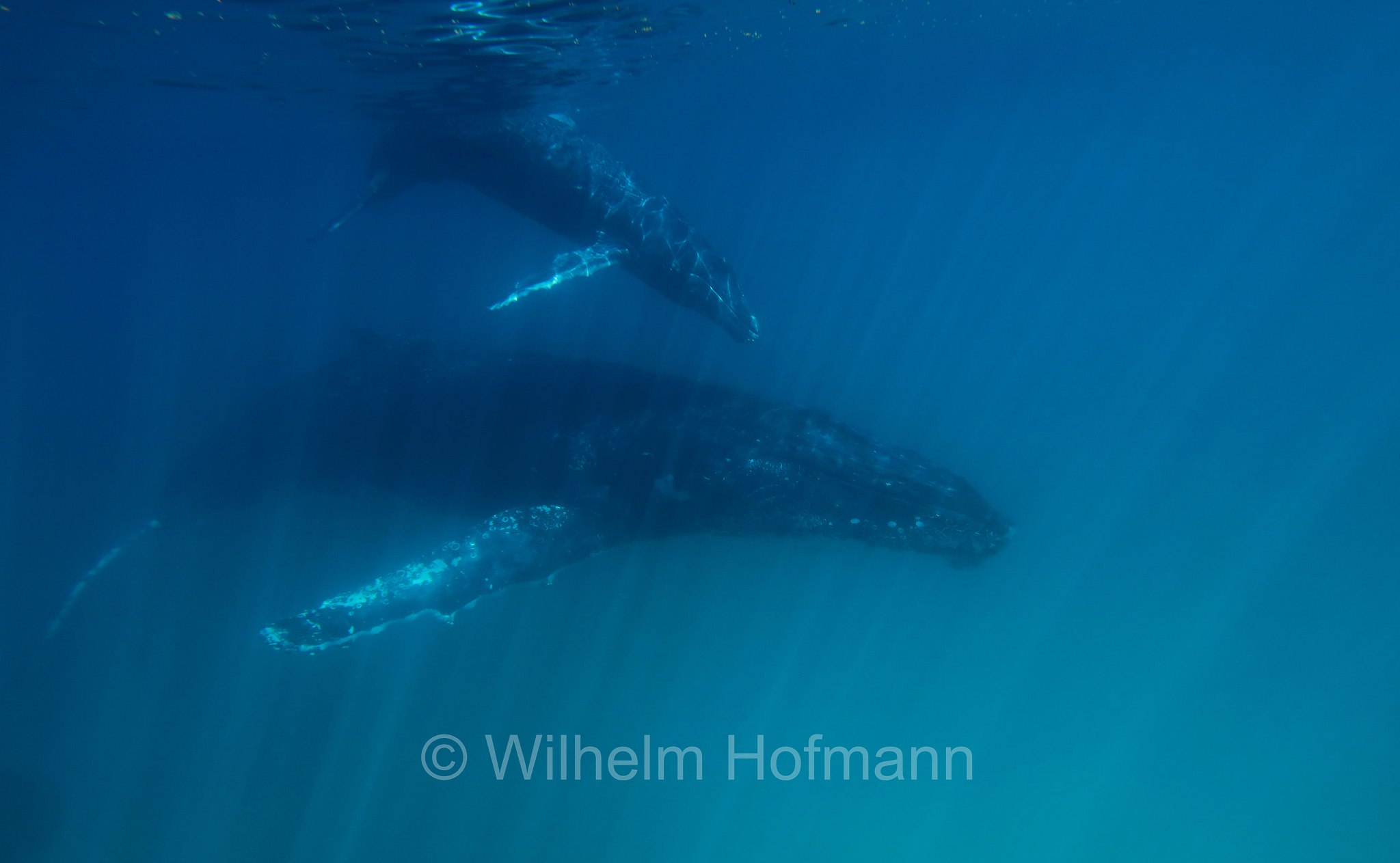 Humpback Whale, Buckelwal, megattera, Megaptera novaeangliae, Ningaloo Coast, Ningaloo Marine Park, Ningaloo Commonwealth Marine Reserve, Costa di Ningaloo, Western Australia, Westaustralien, Australia Occidentale, Australia, Australien