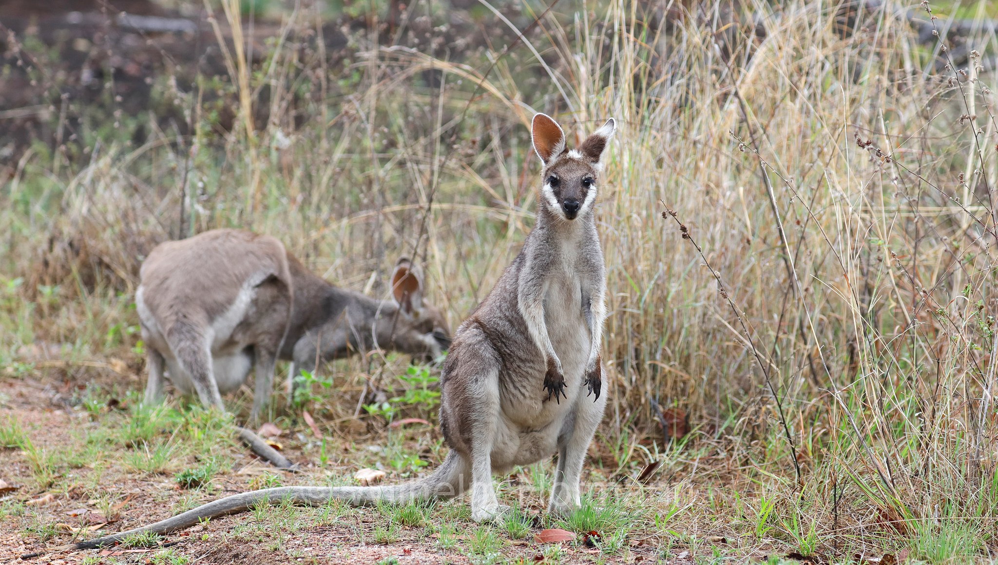 Notamacropus parryi, whiptail wallaby, pretty-faced wallaby, Hübschgesichtwallaby, wallaby di Parry, Bluff Walk, Undara Volcanic National Park, Undara-Volcanic-Nationalpark, parco nazionale Undara Volcanic, Queensland, Australia, Australien