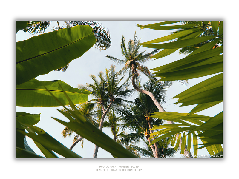COLLECTION - GIANTS OF THE LAND HORIZONTAL - "Between Tropics" - LIMITED EDITION 10 of 10