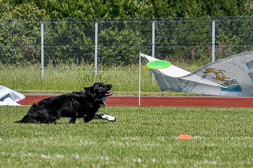 koerte frisbi voistlus 2026