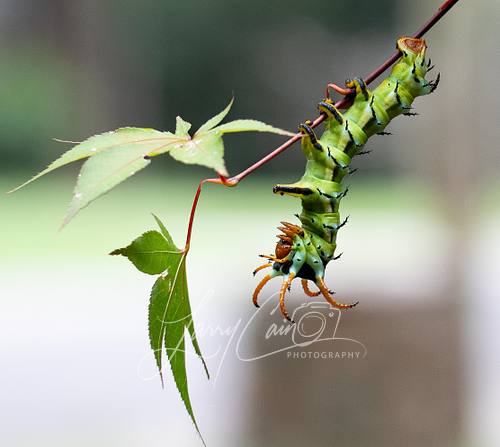 Caterpillar, butterfly