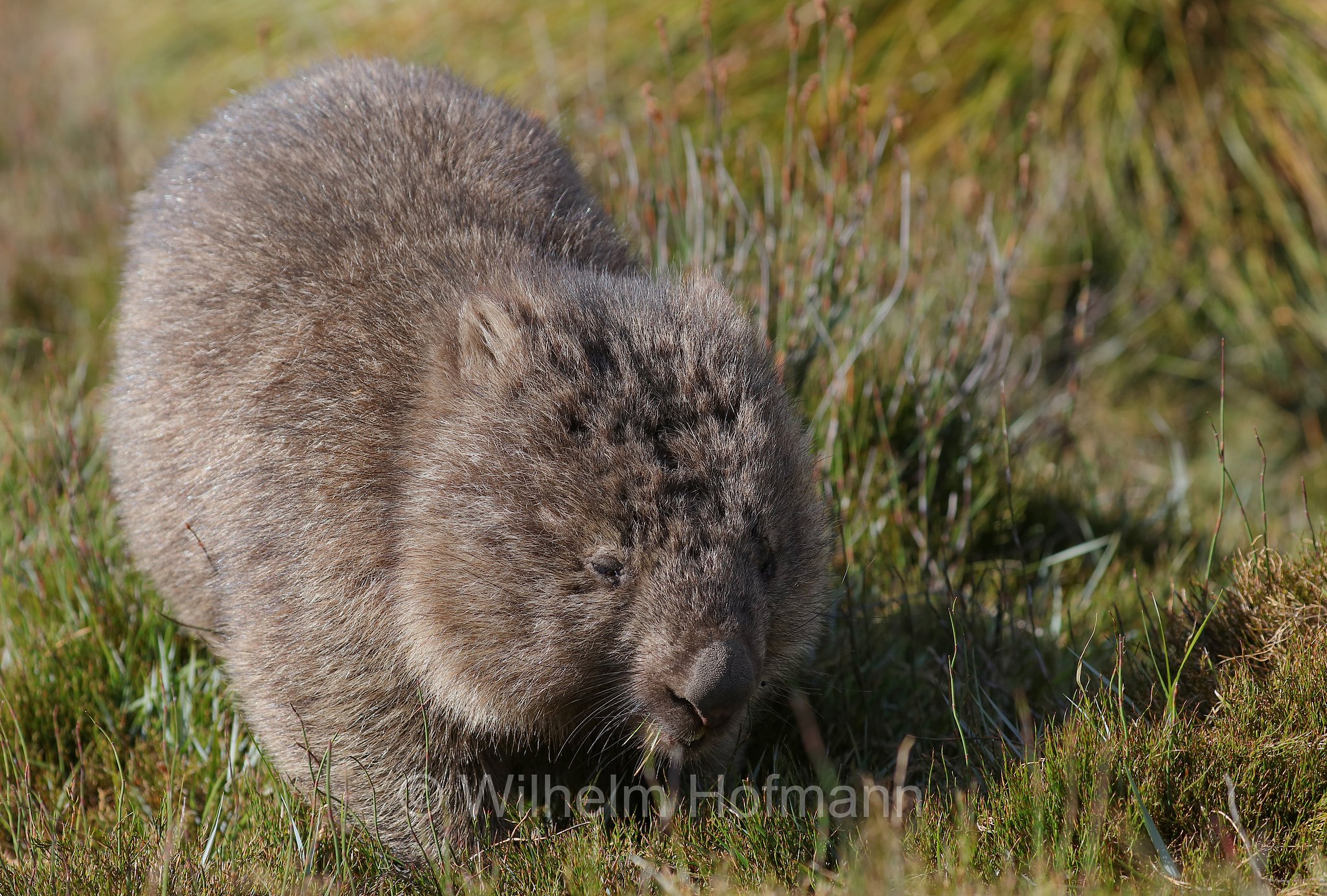 common wombat, bare-nosed wombat, Nacktnasenwombat, vombato comune, vombato dal pelo ruvido, Vombatus ursinus, Ronny Creek, Cradle Mountain National Park, Cradle Mountain-Lake St Clair National Park, Cradle-Mountain-Lake-St.-Clair-Nationalpark, Parco nazionale del monte Cradle-lago St Clair, Tasmania, Tasmanien, Australia, Australien