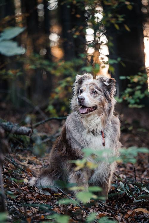 Foto eines Australian Shepherd im Wald
