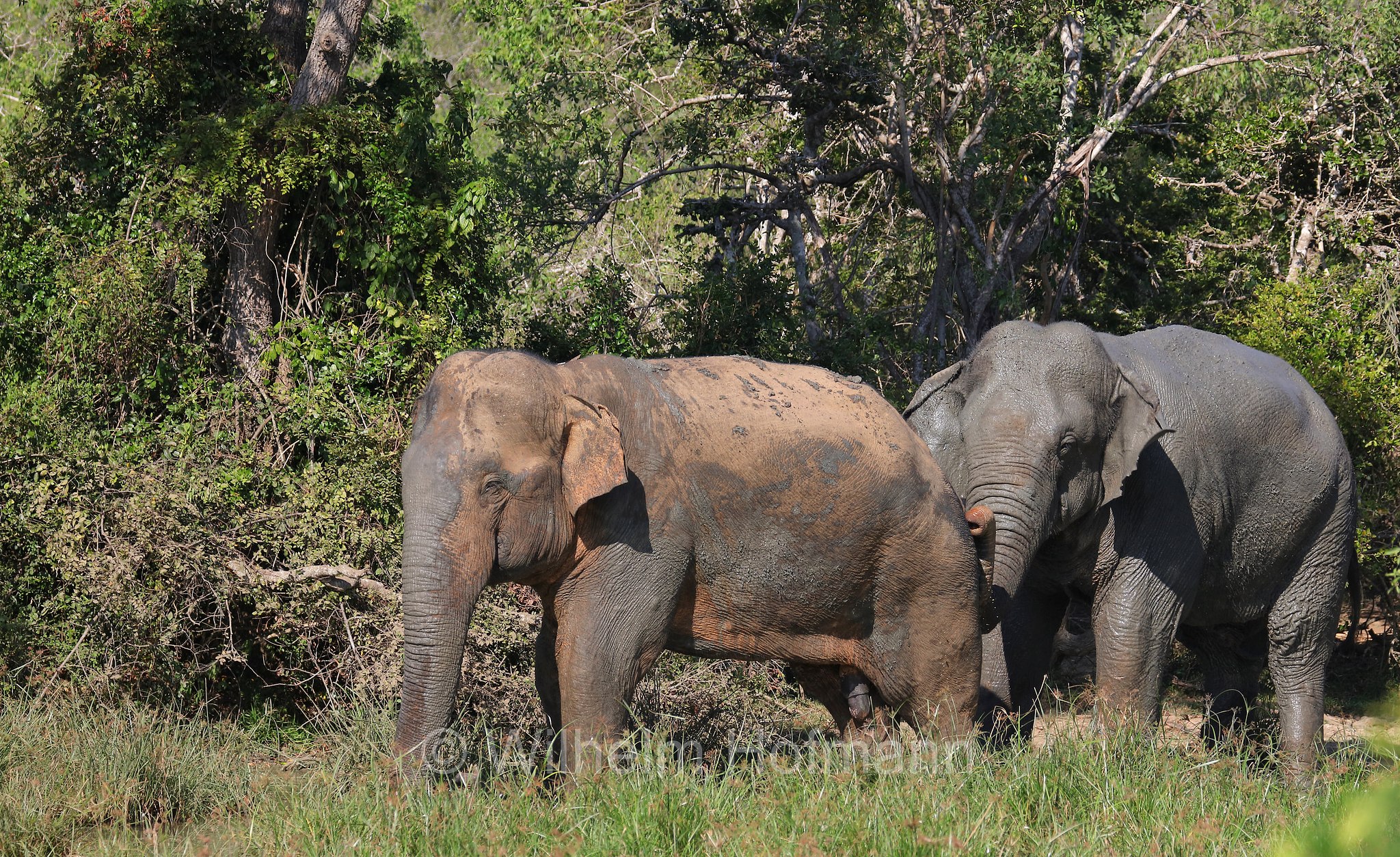 Sri Lankan elephant, Sri-Lanka-Elefant, Ceylon-Elefant, elefante dello Sri Lanka, Elephas maximus maximus, Sri Lanka, Bundala National Park, Bundala Nationalpark, Parco nazionale Bundala