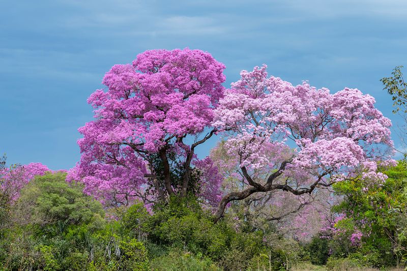 Flowers and Other Flora