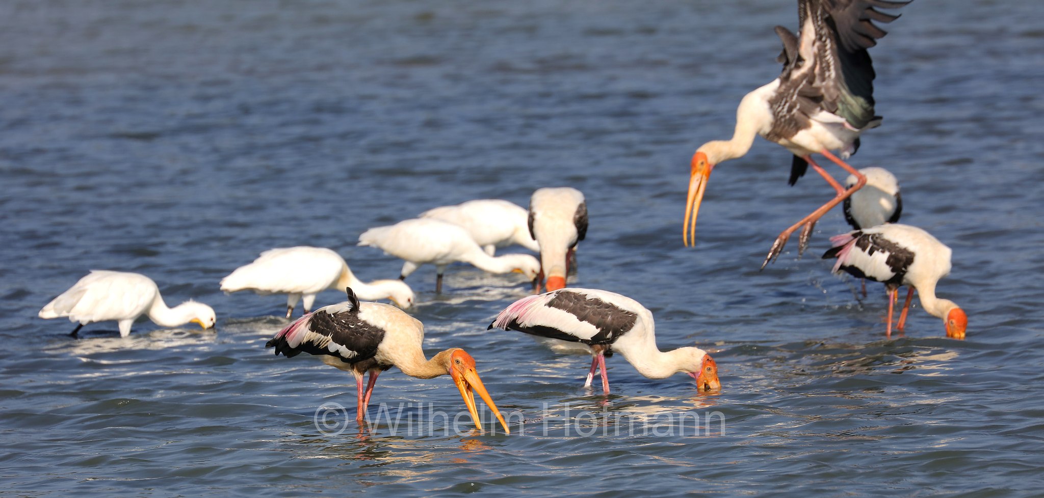 painted stork, Buntstorch, tantalo variopinto, Mycteria leucocephala, Sri Lanka, Bundala National Park, Bundala Nationalpark, Parco nazionale Bundala