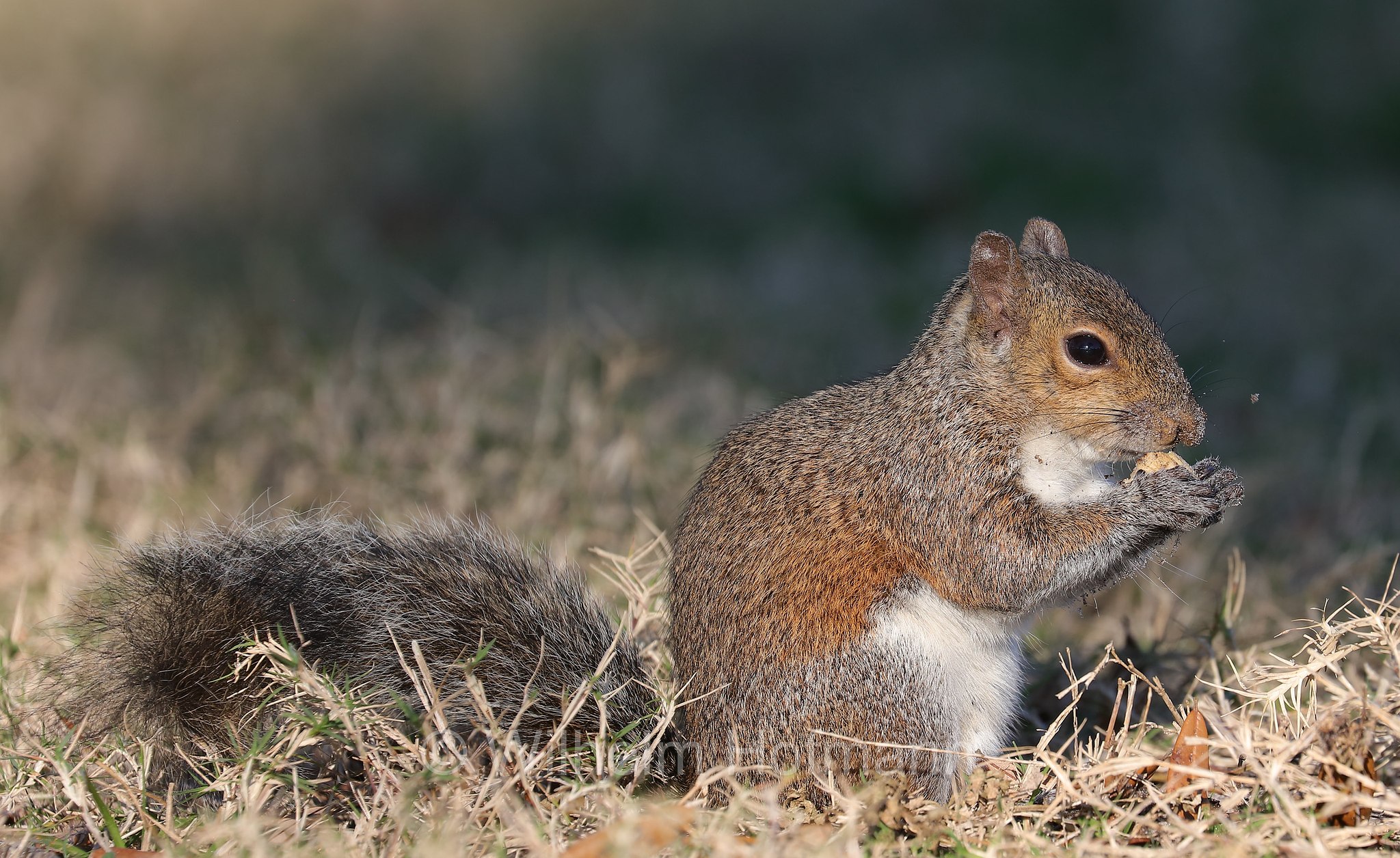 Sciurus carolinensis, eastern gray squirrel, grey squirrel, Grauhörnchen, Östliches Grauhörnchen, scoiattolo grigio nordamericano, scoiattolo grigio orientale, North Beach, Fort DeSoto Park, Florida, USA