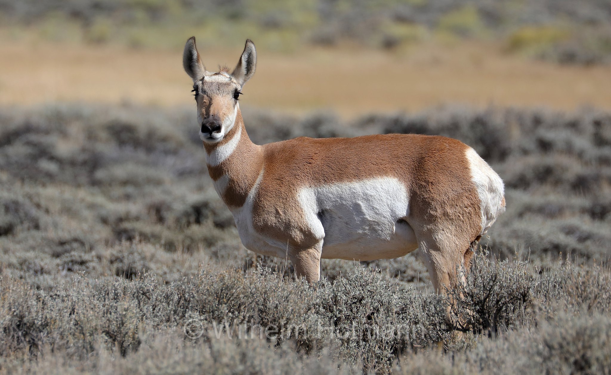 Antilocapra americana, pronghorn, American antelope, prong buck, pronghorn antelope, prairie antelope, Gabelbock, Gabelhornantilope, Gabelantilope, Gabelhorntier, Pronghorn, antilocapra, Arapaho National Wildlife Refuge, Colorado, USA