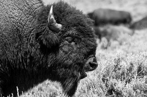 Detailed black and white portrait of an American Bison in Yellowstone National Park, focusing on the texture of its fur and weathered horn.