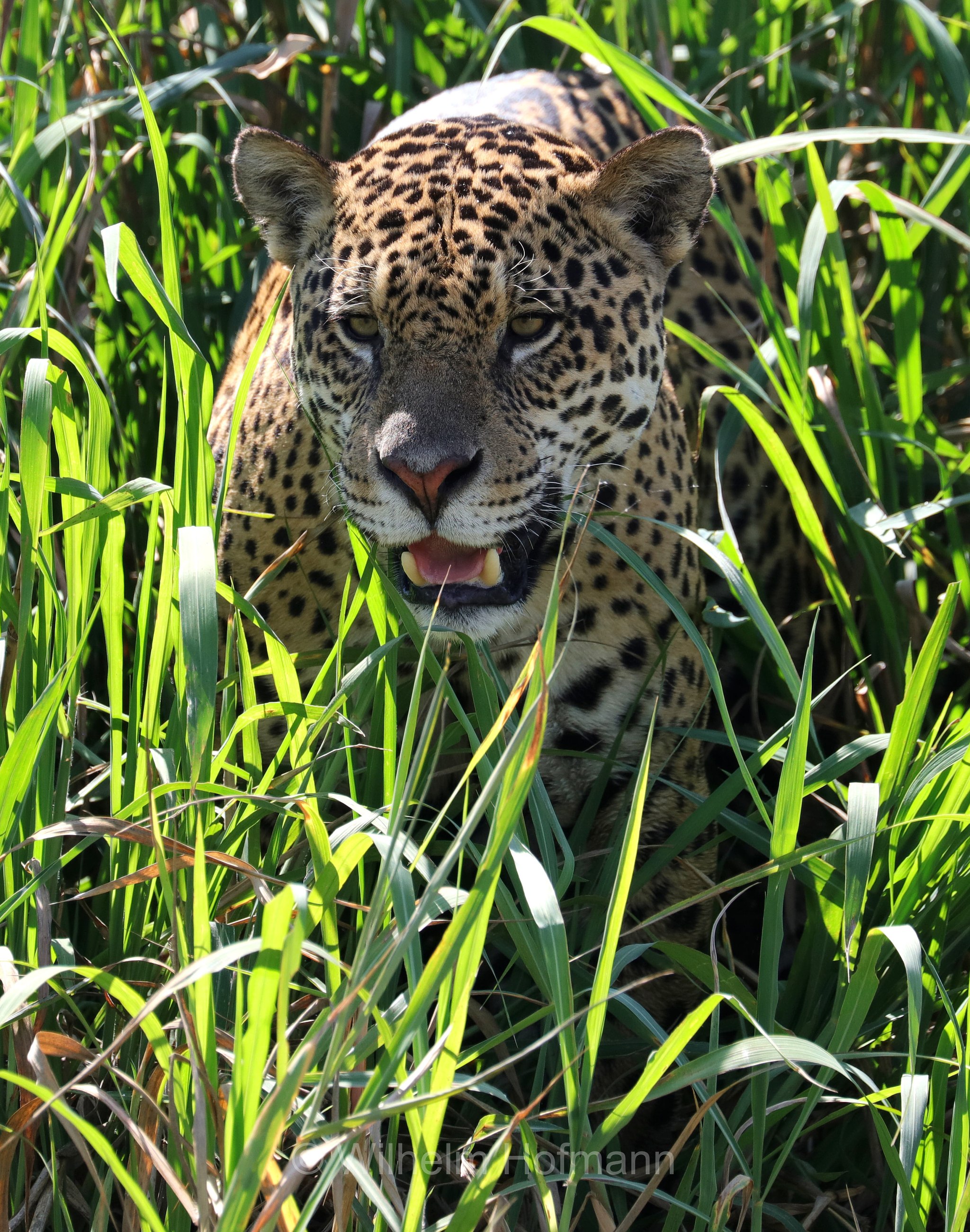 Jaguar, ﻿giaguaro, Panthera onca, Parque Estadual Encontro das Águas, Pantanal, Mato Grosso, Brazil, Brasil, Brasile, Brasilien