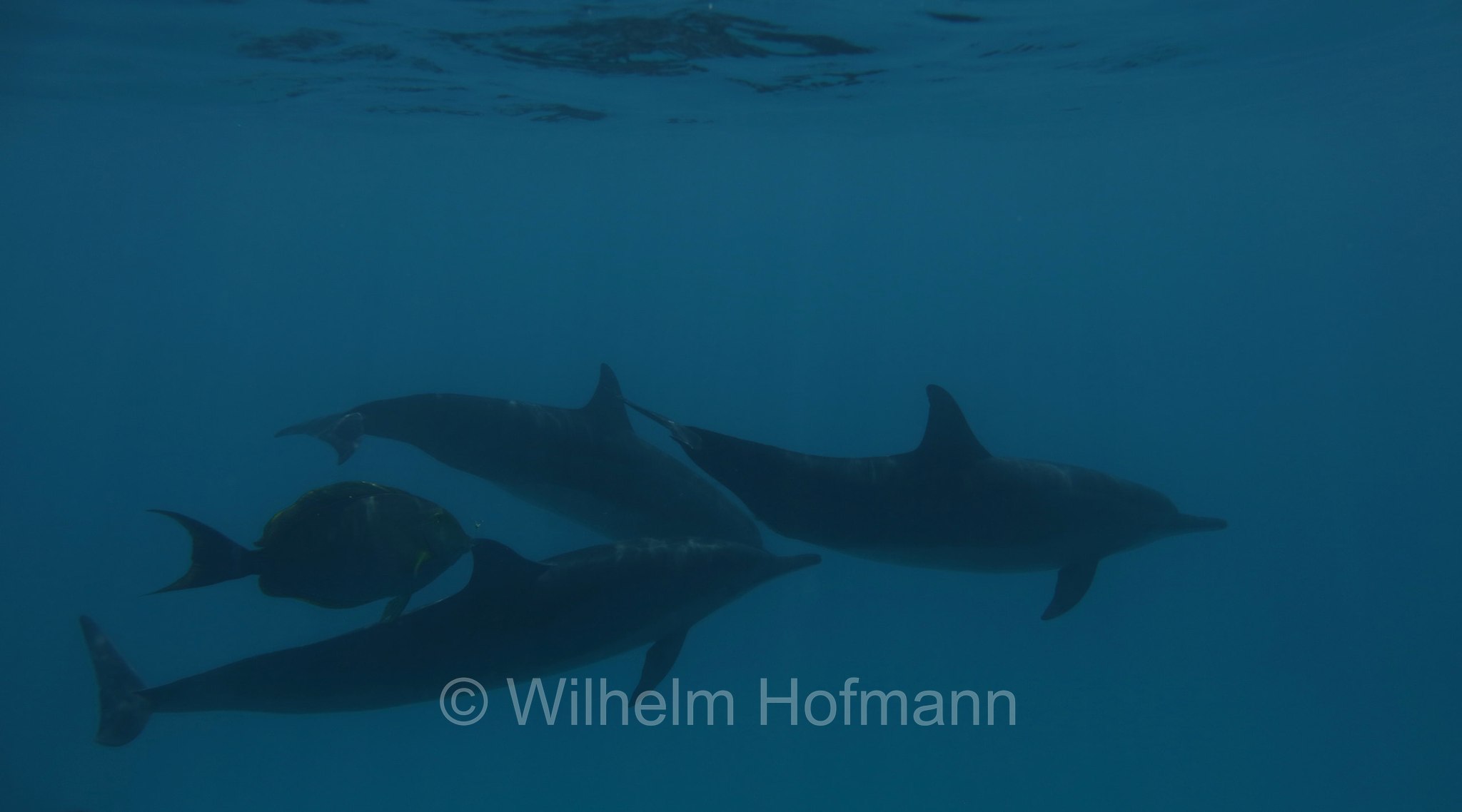 Spinner Dolphin, Spinnerdelfin, Ostpazifische Delfin, stenella dal lungo rostro, Stenella longirostris, Maldives, Malediven, Maldive, Fihalhohi Island Resort