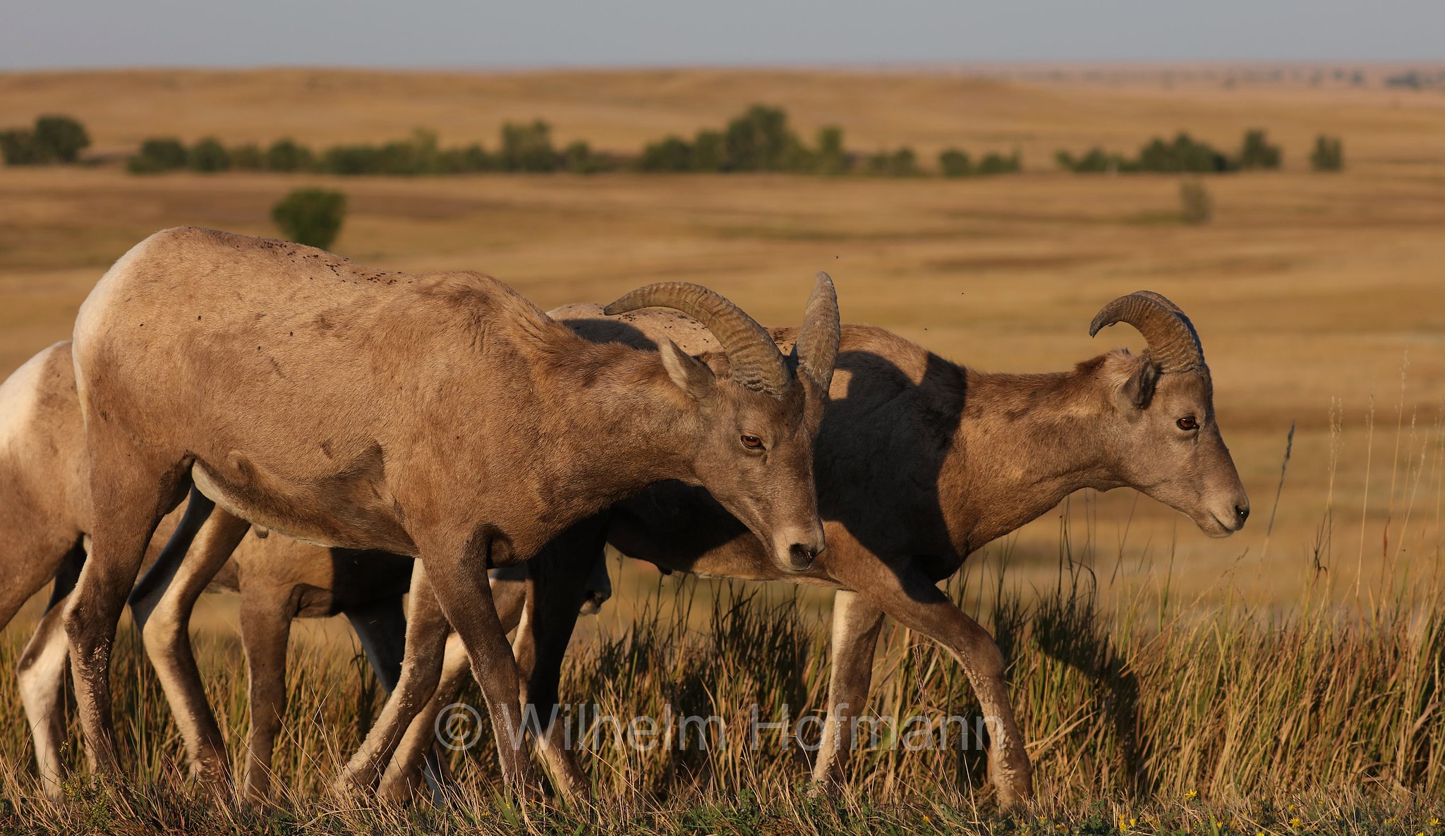 Ovis canadensis canadensis, Rocky Mountain bighorn sheep, Rocky-Mountains-Dickhornschaf, bighorn delle Montagne Rocciose, Sage Creek Basin Overlook, Badlands National Park, Badlands-Nationalpark, parco nazionale delle Badlands, South Dakota, Dakota del Sud, USA