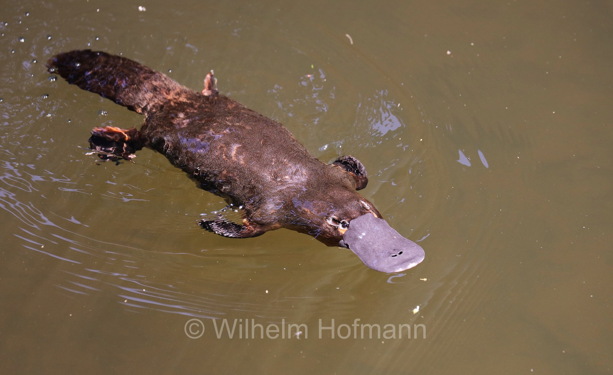 Ornithorhynchus anatinus, platypus, duck-billed platypus, Schnabeltier, ornitorinco, platipo, Broken River, Eungella National Park, Eungella-Nationalpark, Parco nazionale Eungella, Queensland, Australia, Australien