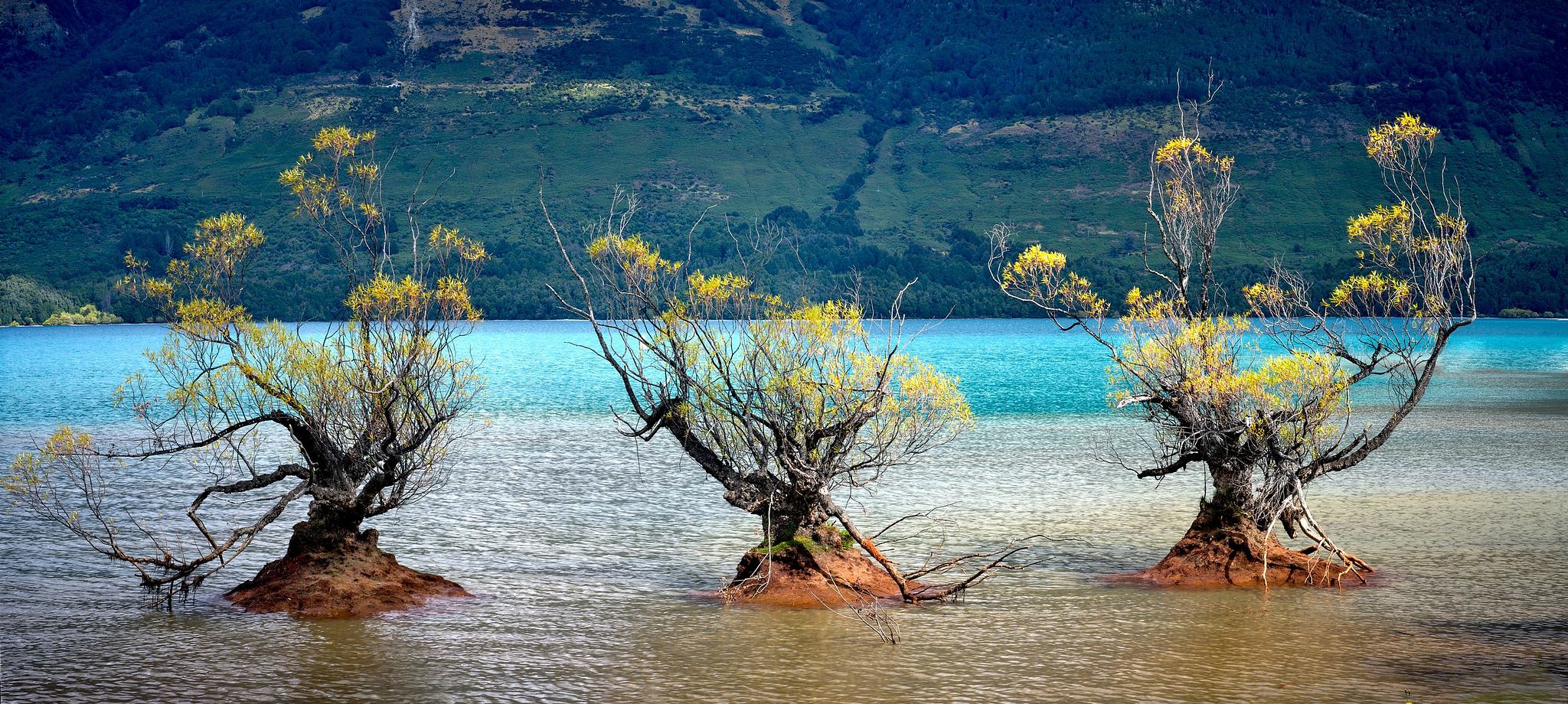 Willow Trees in Lake Wakatipu - Glenorchy, New Zealand