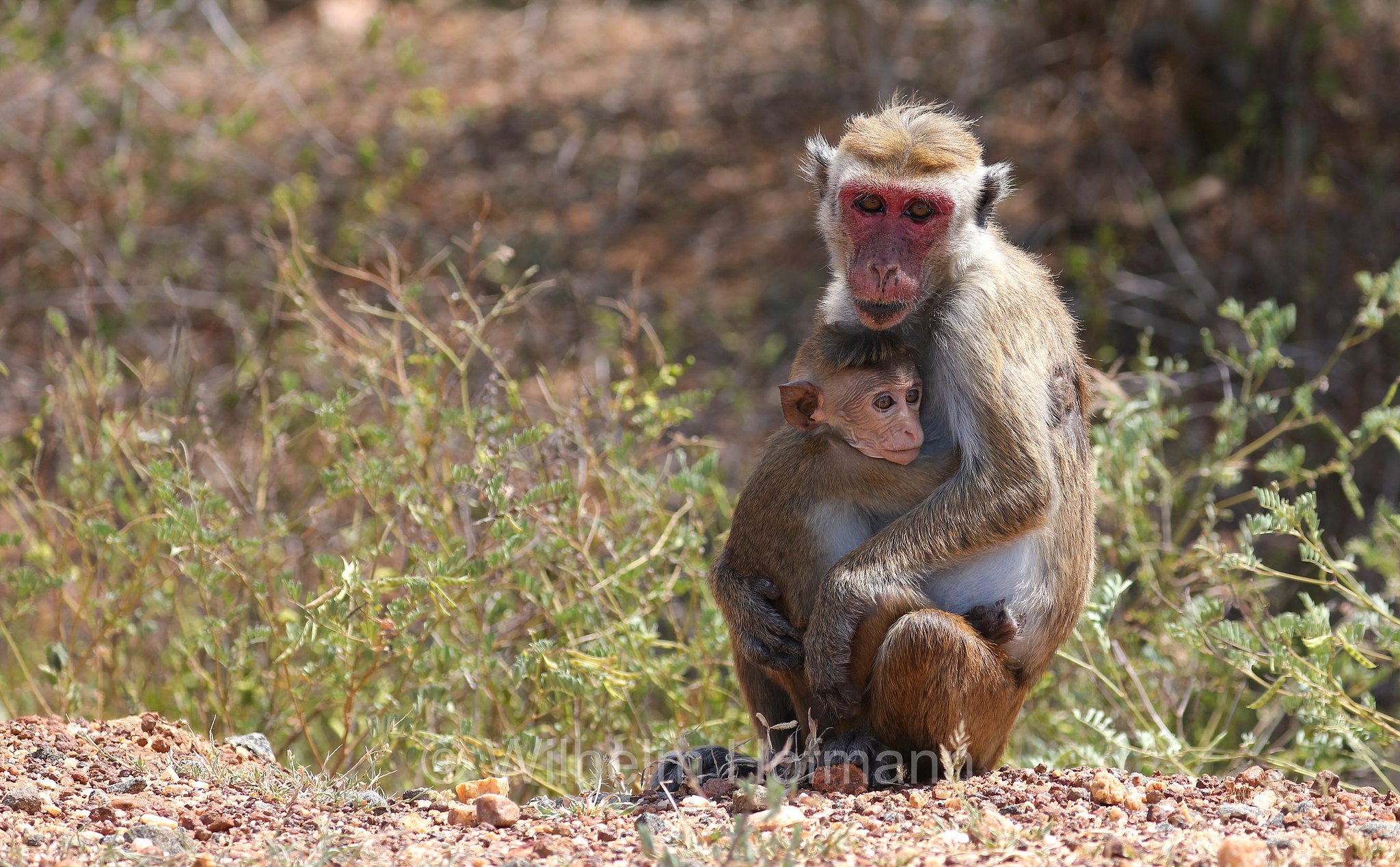 toque macaque, Ceylon-Hutaffe, macaco dal berretto, ﻿Macaca sinica, Kirinda, Sri Lanka