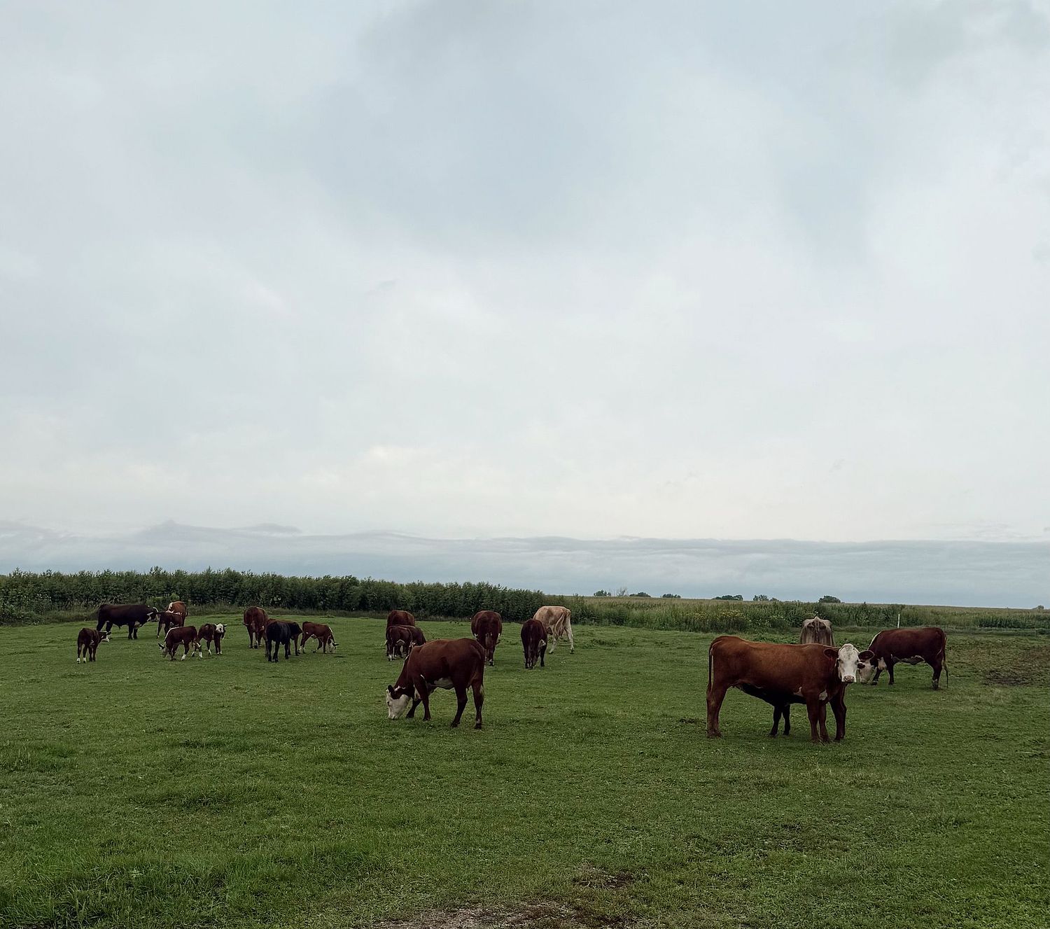 Bias for Beef