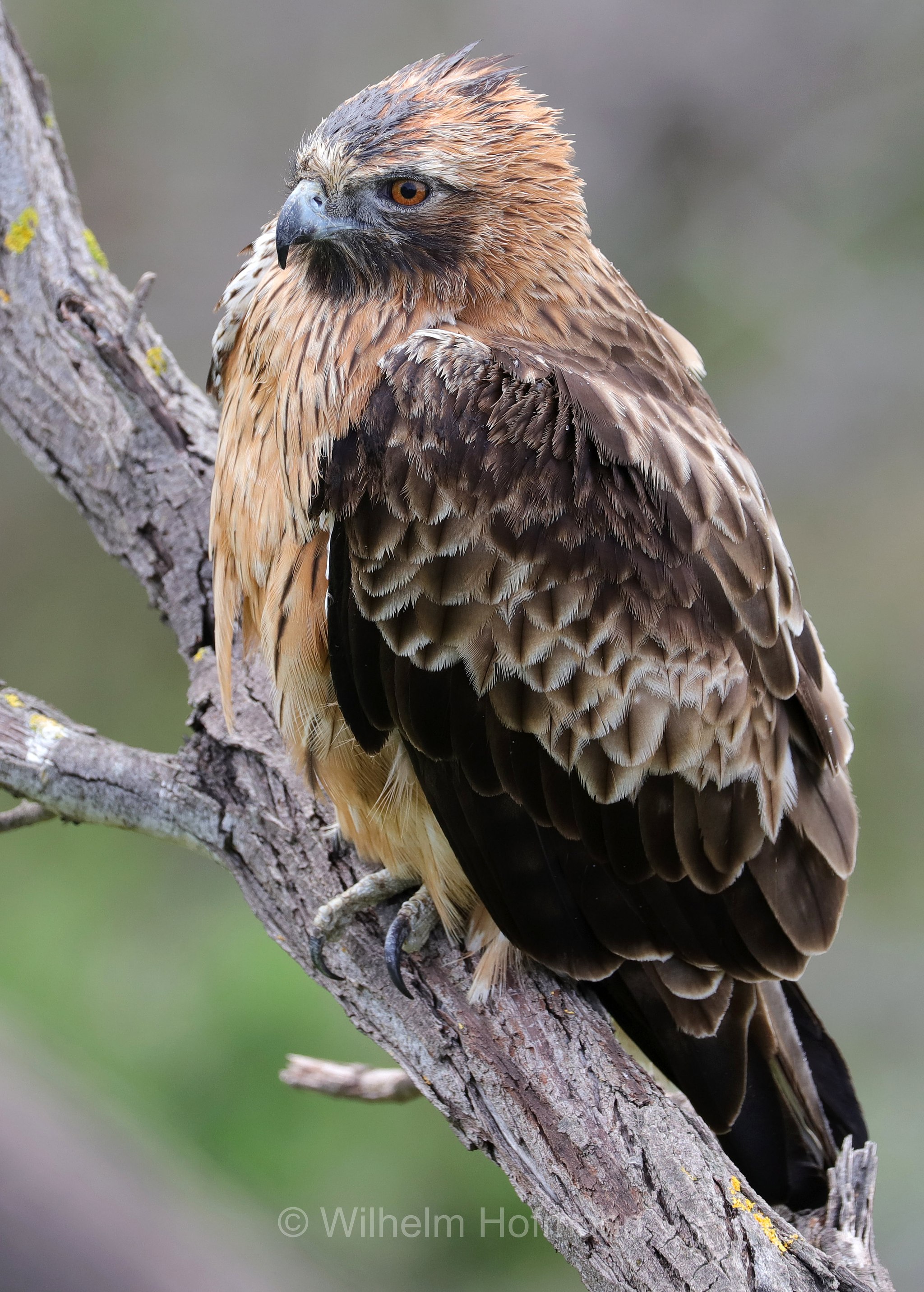 Hieraaetus morphnoides, little eagle, Kaninchenadler, Australienzwergadler, aquila minore australiana, Cape Peron, Point Peron, Western Australia, Westaustralien, Australia Occidentale, Australia, Australien