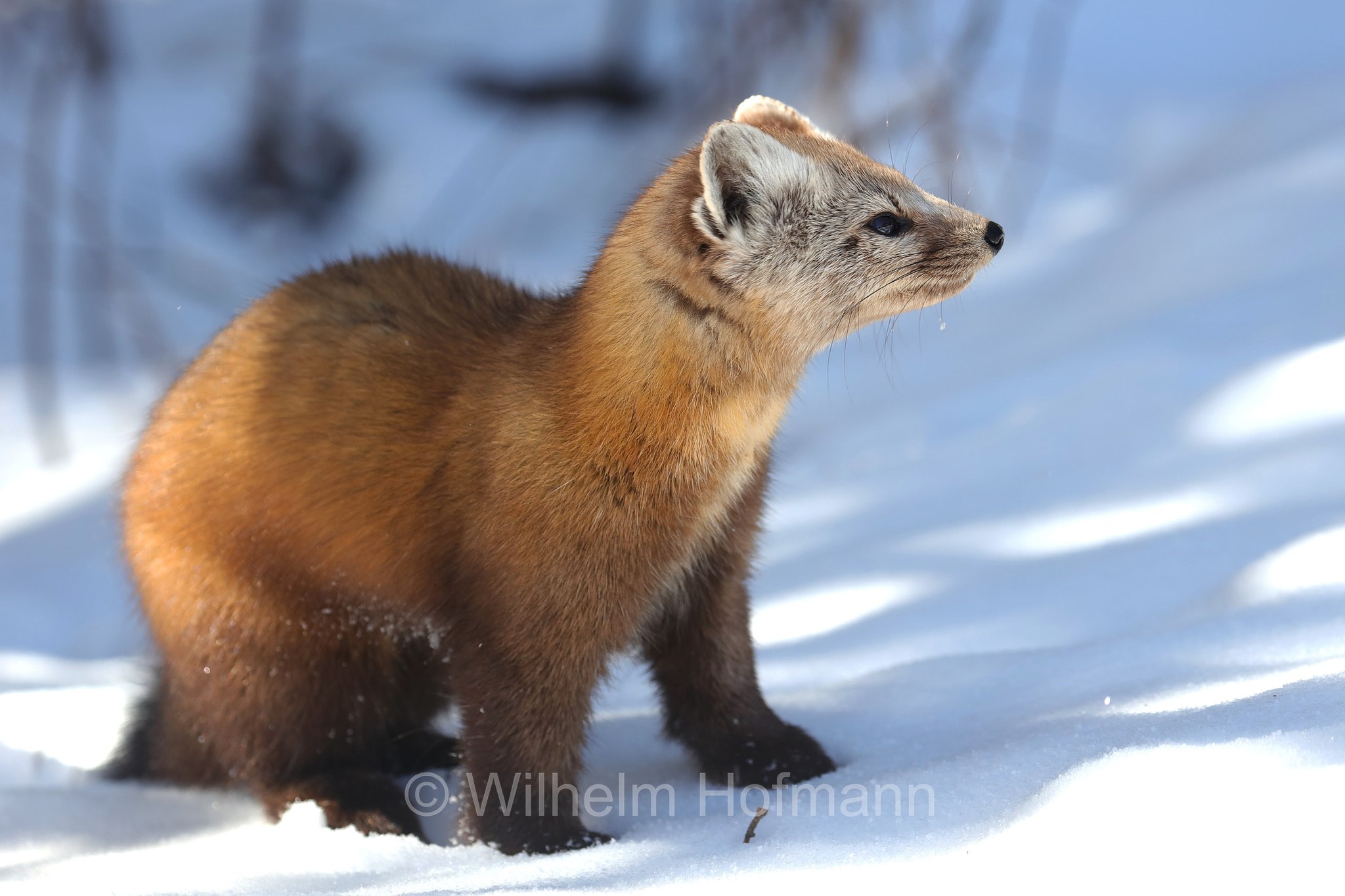 Martes americana, American marten, American pine marten, pine marten, Fichtenmarder, martora americana, Algonquin Provincial Park, Parco provinciale di Algonquin, Ontario, Canada, Kanada