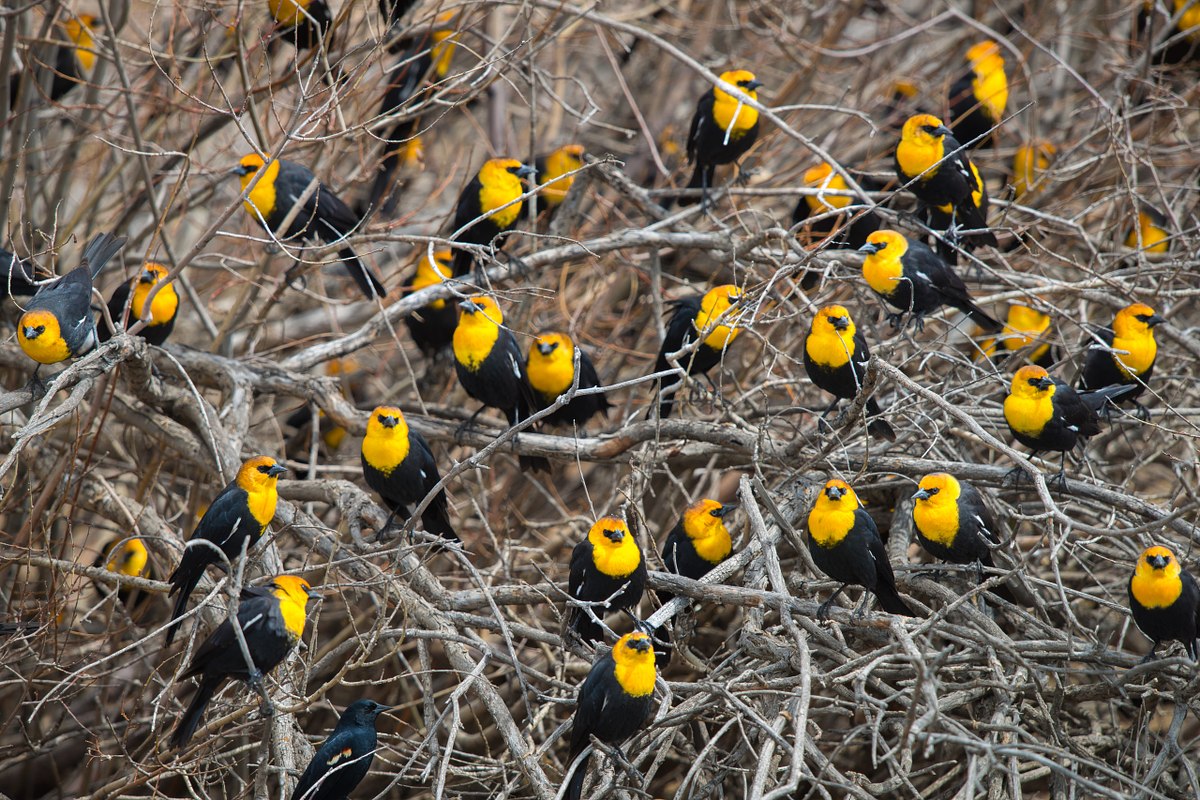 Yellow-Heads
