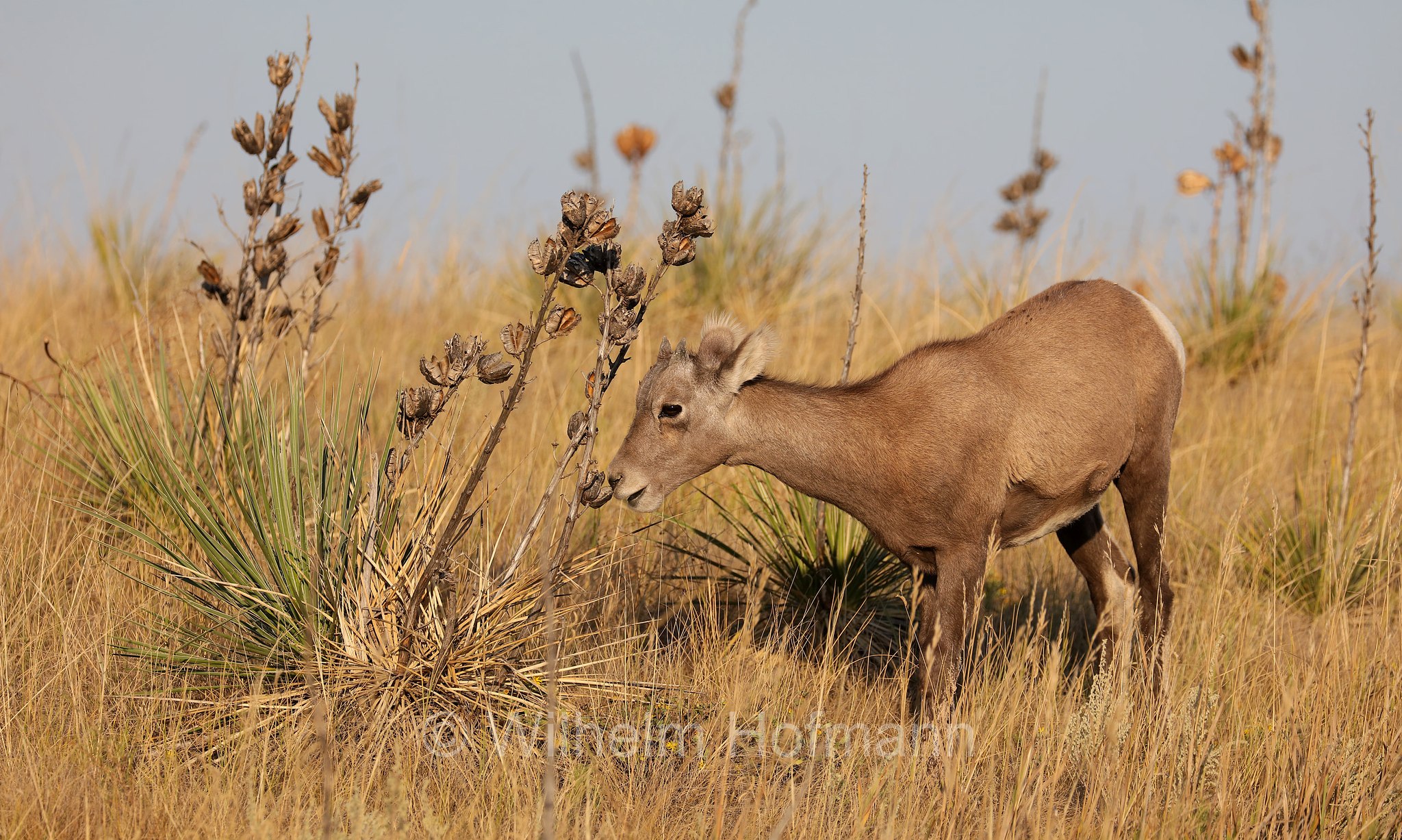 Ovis canadensis canadensis, Rocky Mountain bighorn sheep, Rocky-Mountains-Dickhornschaf, bighorn delle Montagne Rocciose, Sage Creek Basin Overlook, Badlands National Park, Badlands-Nationalpark, parco nazionale delle Badlands, South Dakota, Dakota del Sud, USA
