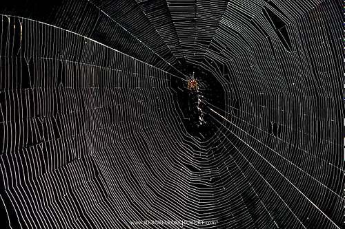 Spinne im Netz