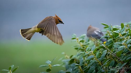 Cedar Waxwing 01