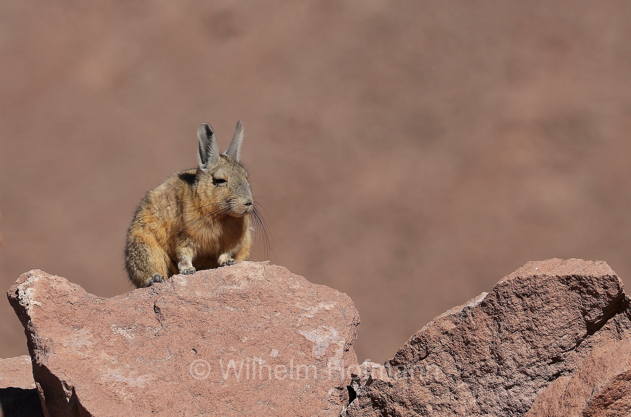 southern viscacha, Cuvier-Hasenmaus, viscaccia boliviana, Lagidium viscacia, Atacama Desert, Atacama-Wüste, deserto di Atacama, Chile, Cile