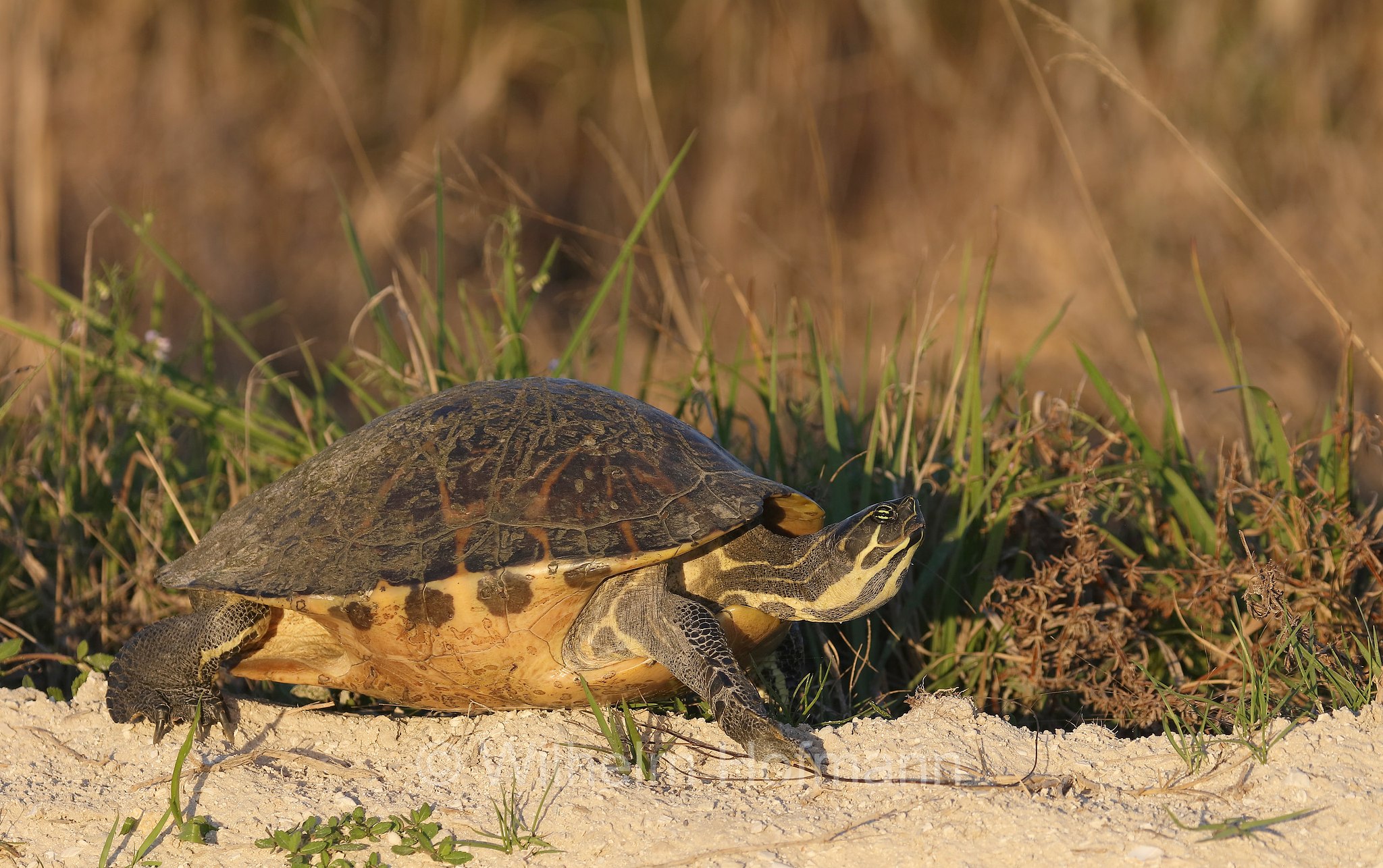 Pseudemys nelsoni, Florida red-bellied cooter, Florida redbelly turtle, Florida-Rotbauch-Schmuckschildkröte, tartaruga dal ventre rosso della Florida, Kissimmee Prairie Preserve State Park, Florida, USA