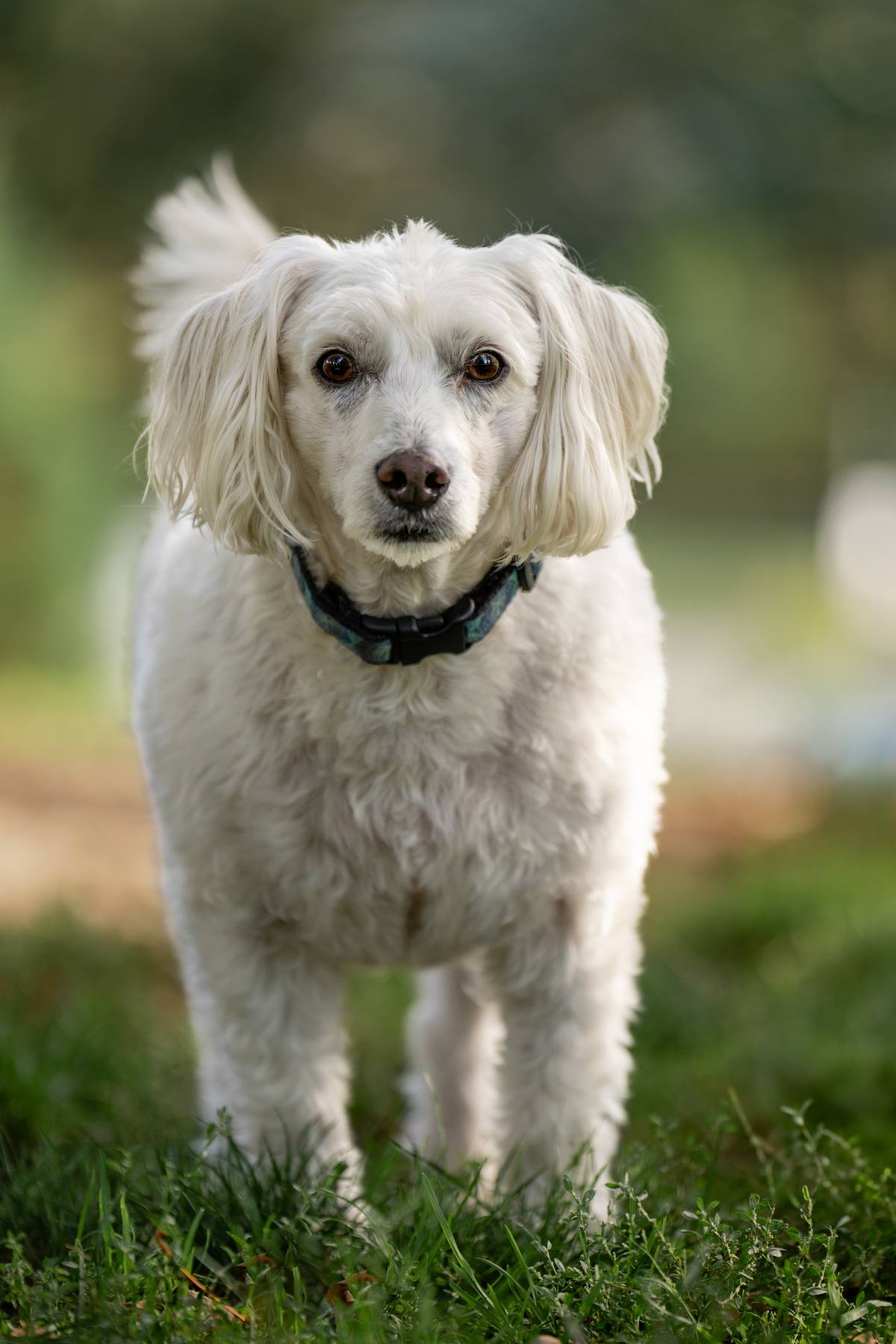 Senior dog at the park walking towards the photograher.