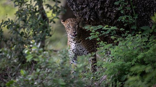 Leopard, Kumana National Park