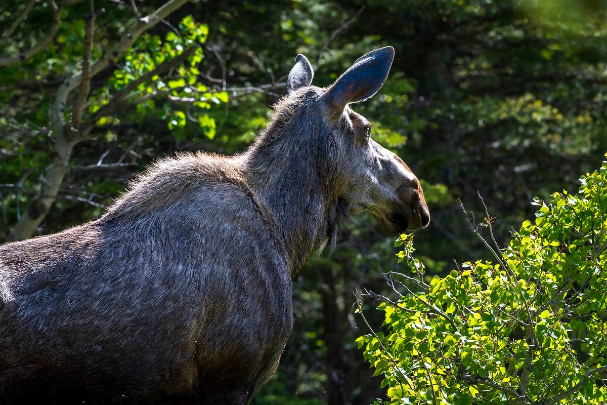 Cow Moose &ndash; Glacier National Park