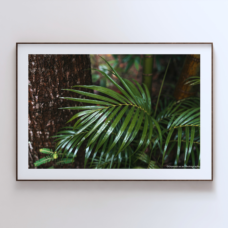 COLLECTION - GIANTS OF THE LAND HORIZONTAL - "Frond and Bark" - LIMITED COLLECTION 10 of 10