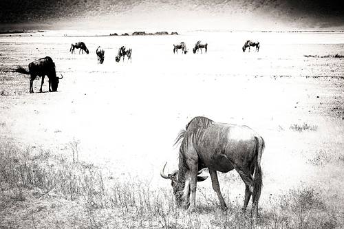 Gnous en Tanzanie