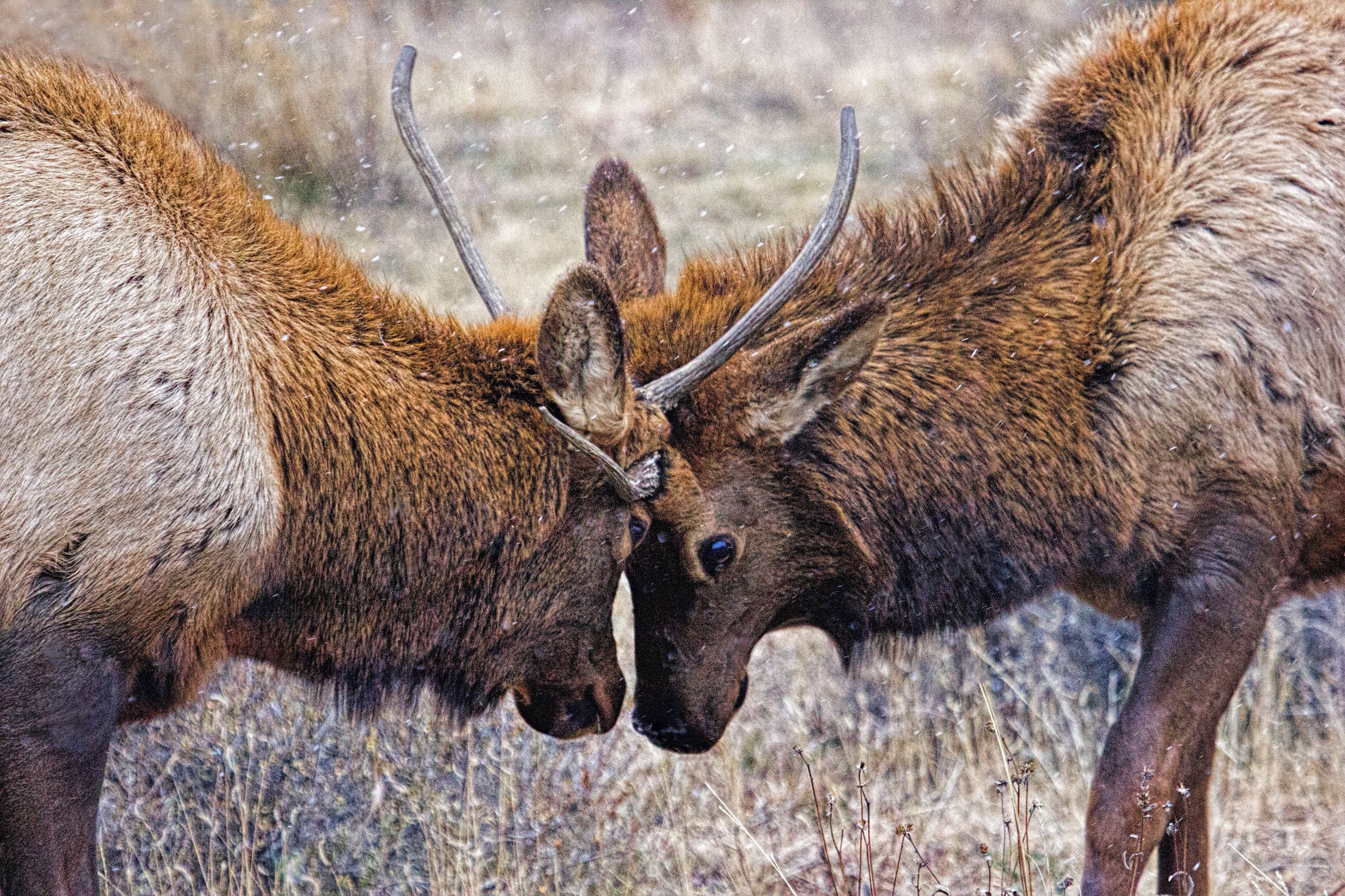 Wildlife