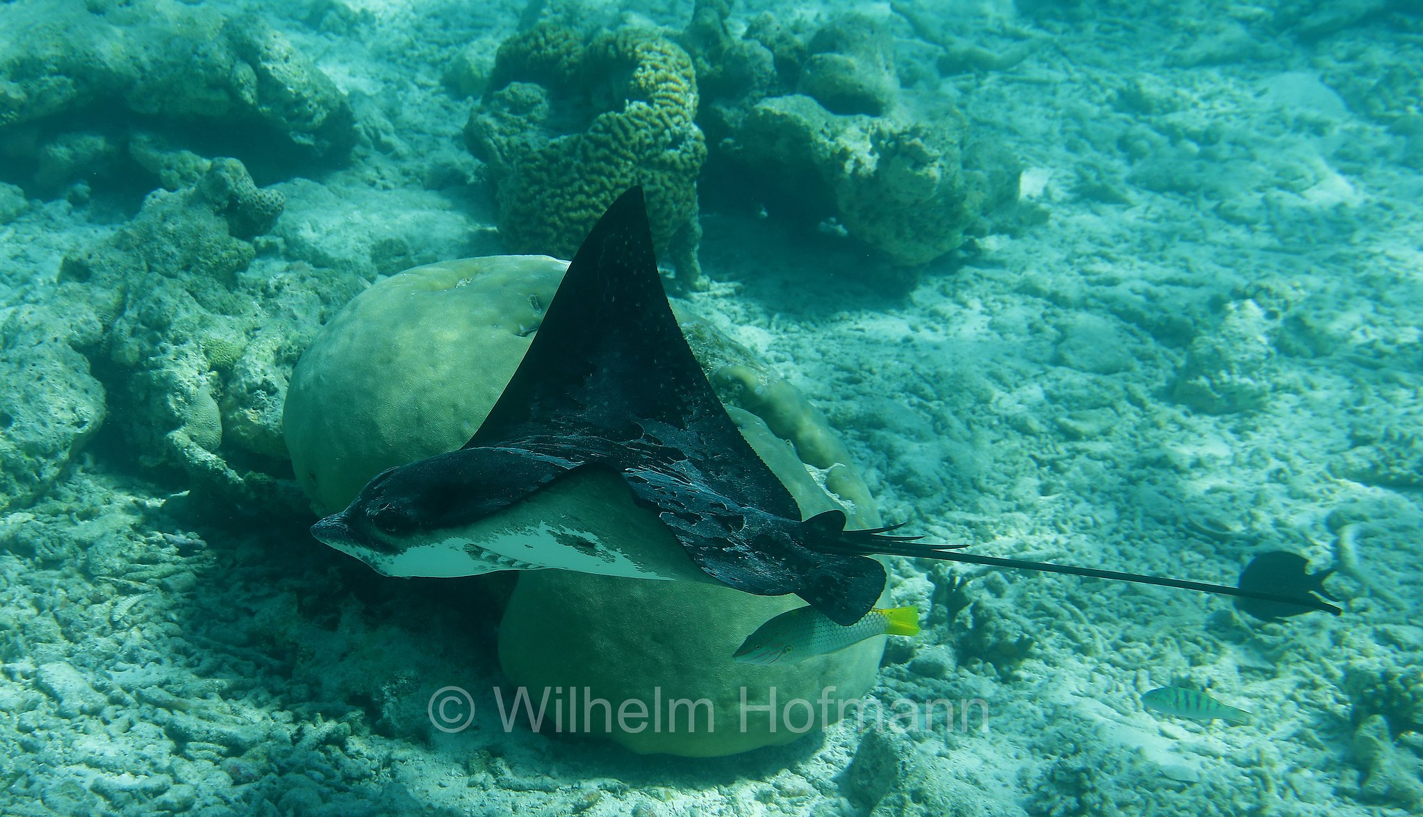 Myliobatis aquila, common eagle ray, Gewöhnliche Adlerrochen, aquila di mare, Malediven, Maldives, Maledive, fihalhohi island resort