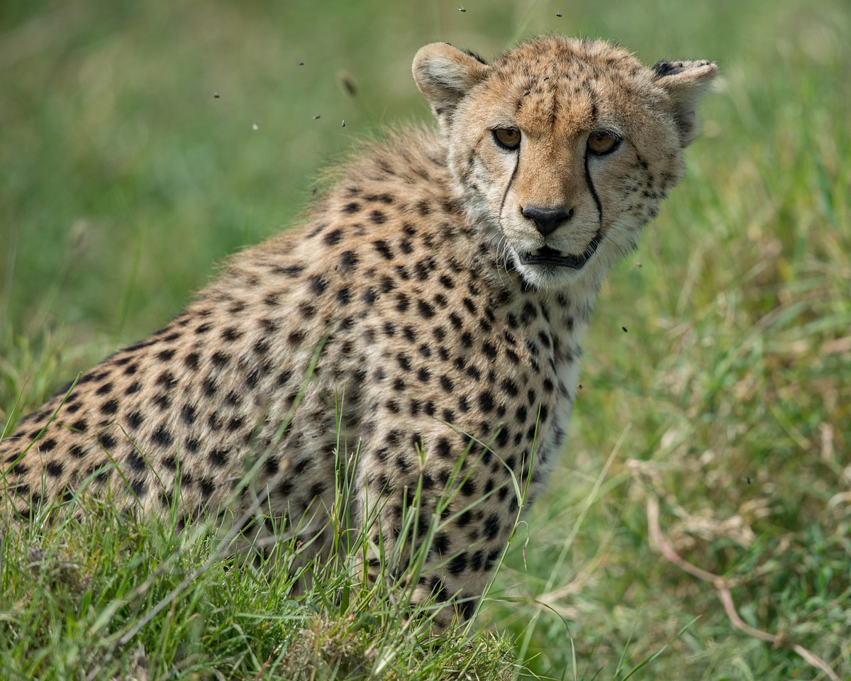 The-Face-of-a-Cheetah