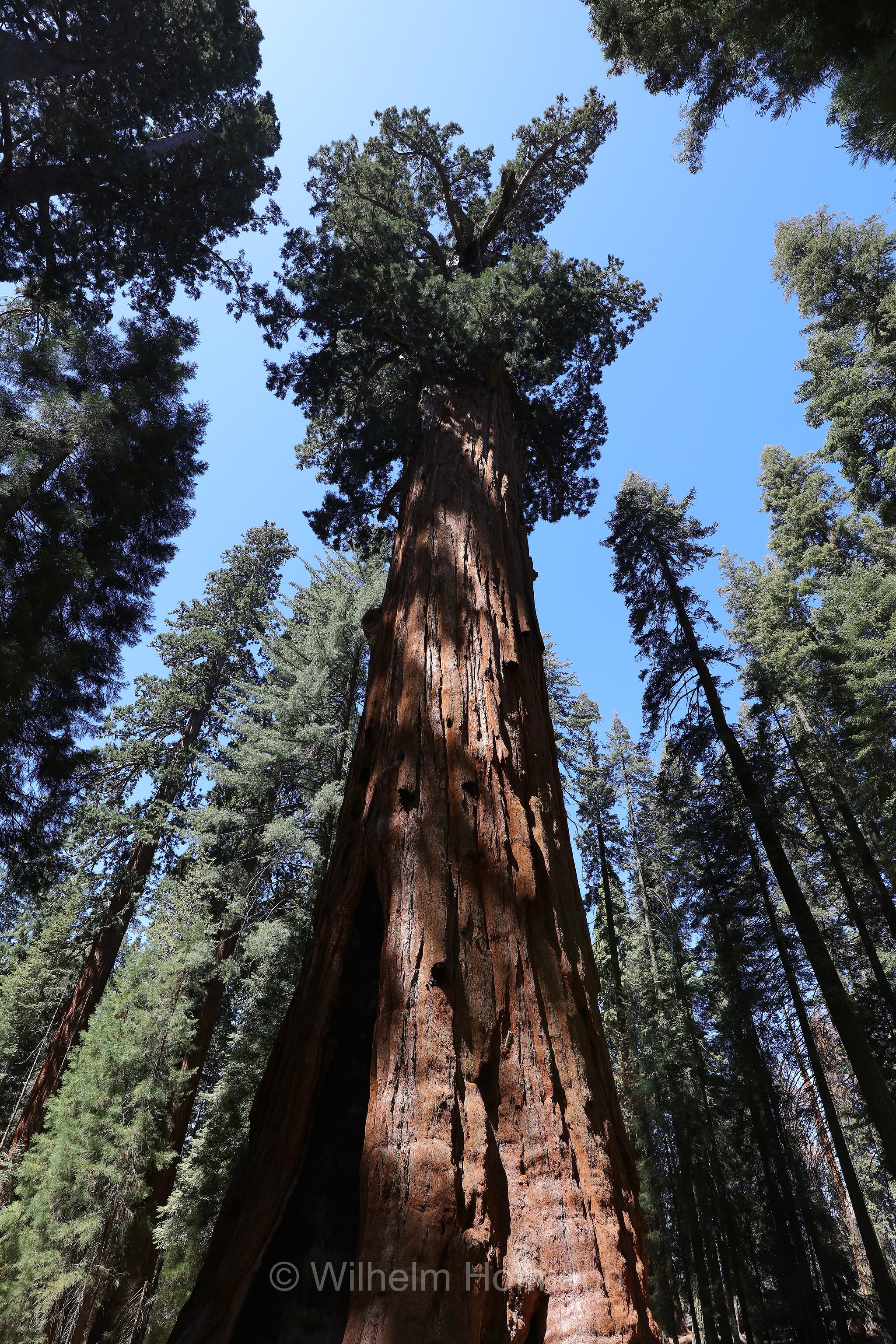 General Sherman Tree, Sequoia National Park, Sequoia-Nationalpark, Parco nazionale di Sequoia, California, Kalifornien, USA