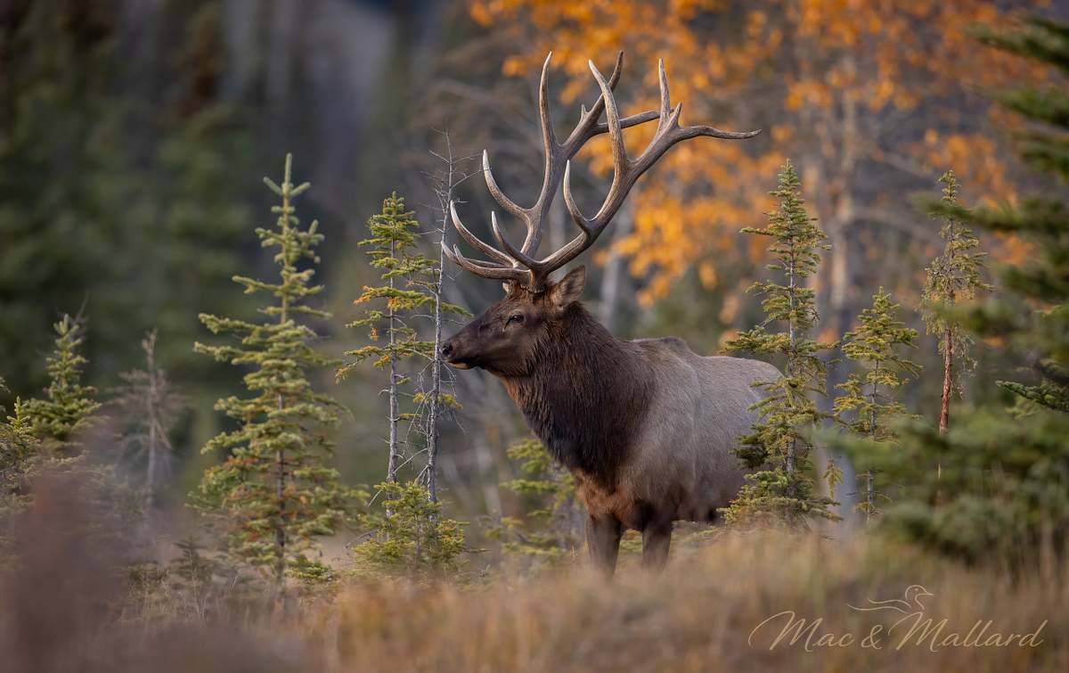 Bull,Elk,In,Autumn,In,Jasper,National,Park,Canada