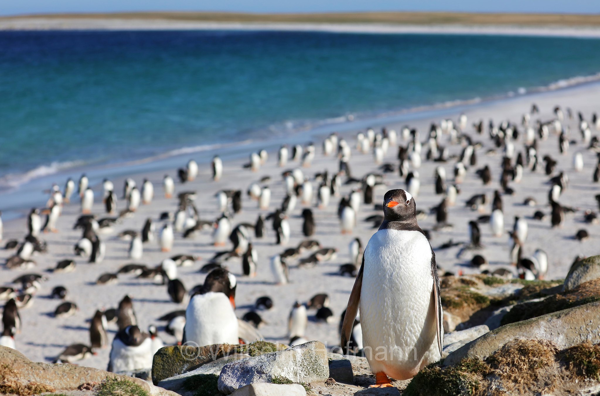 gentoo penguin, Eselspinguin, Rotschnabelpinguin, pigoscelide comune, pinguino Papua, Pygoscelis papua, Bleaker Island, Isla María, Falkland Islands, Falklandinseln, Isole Falkland