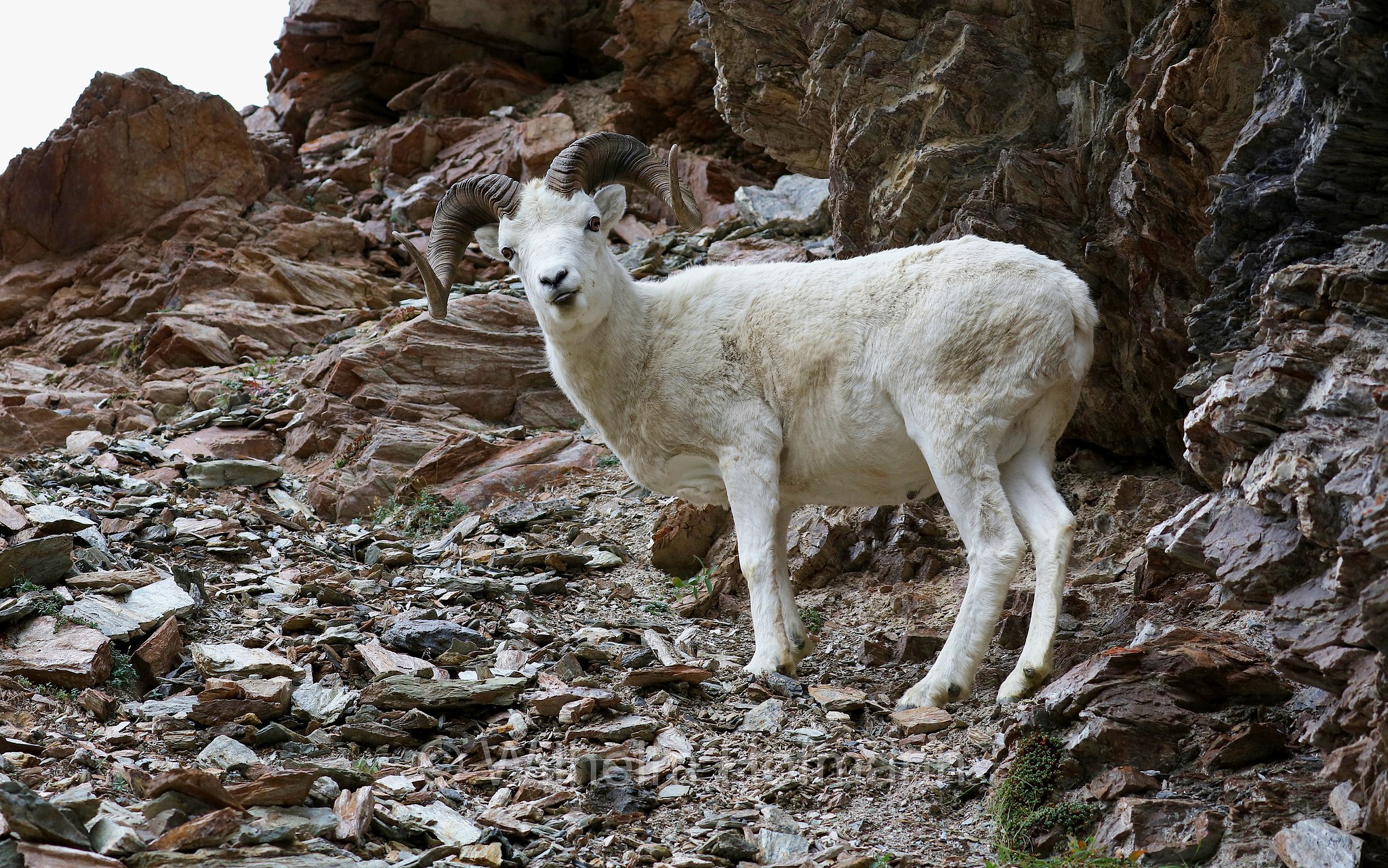 Ovis dalli, Dall sheep, thinhorn sheep, Dall-Schaf, Alaska-Schneeschaf, bighorn bianco, pecora di Dall, ariete di Dall, Savage Canyon, Denali National Park, Denali National Park and Preserve, Denali-Nationalpark, Parco nazionale del Denali, Alaska, USA