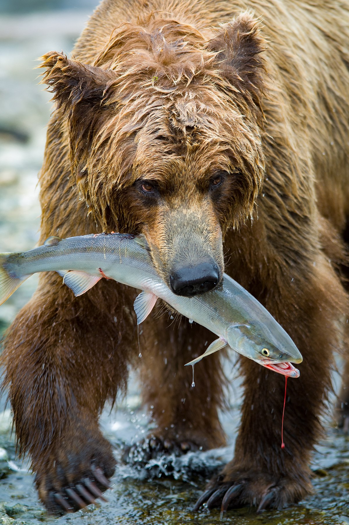 The Catch