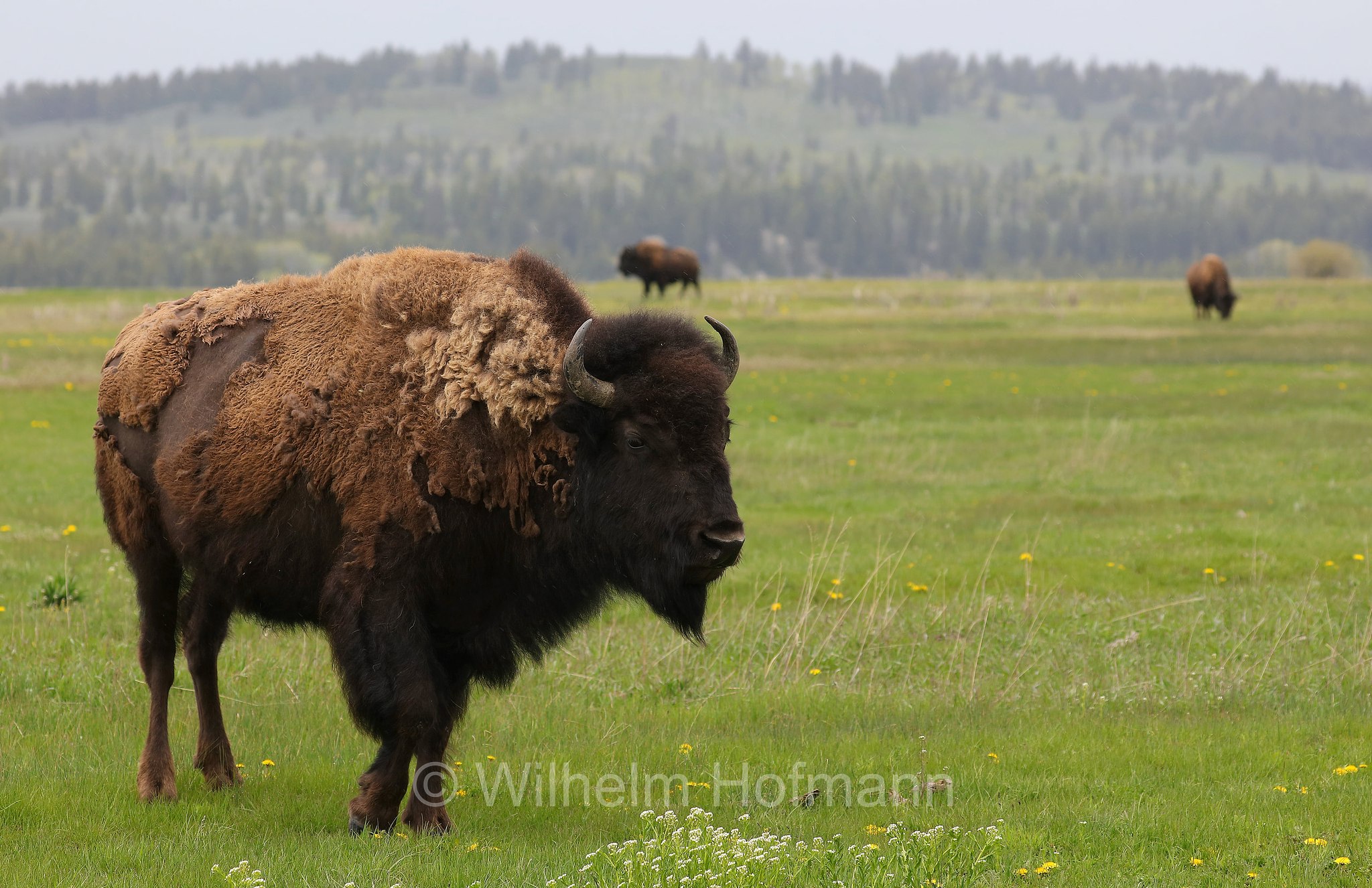 Plains bison, Präriebison, bisonte delle pianure, Bison bison bison, Elk Ranch Flats, Grand Teton National Park, Grand-Teton-Nationalpark, parco nazionale del Grand Teton, Wyoming, USA