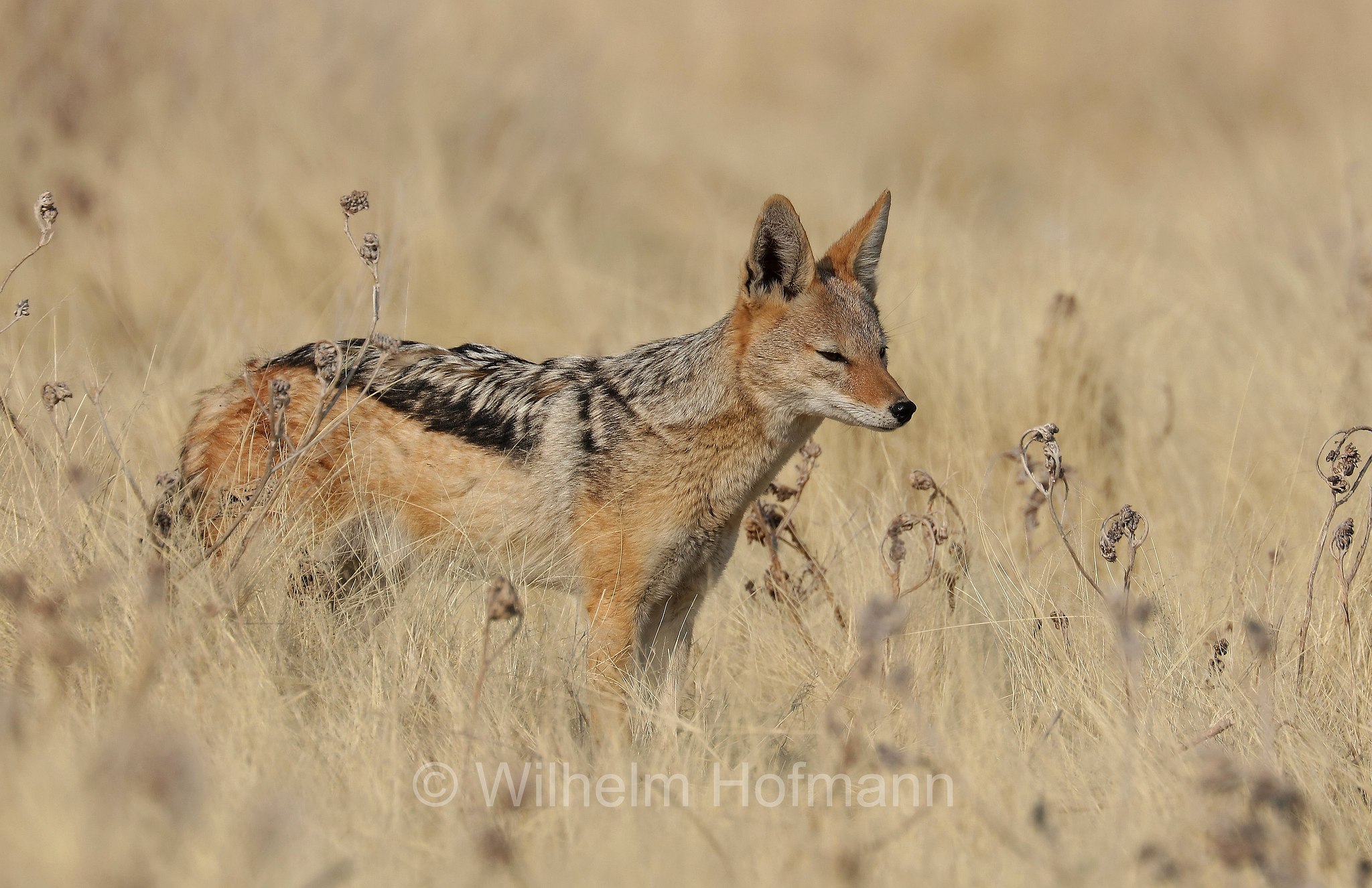 Lupulella mesomelas, black-backed jackal, Schabrackenschakal, sciacallo dalla gualdrappa, sciacallo dal dorso argentato, Etosha-Nationalpark, Etosha National Park, parco nazionale d'Etosha, Namibia