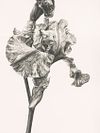 Tirage Giclée Fine Art - VENTE SUR PLACE EXPOSITION