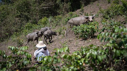 Elephants at Home