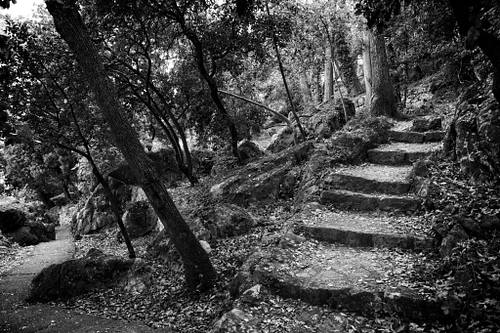 Steinerne Stufen auf einem verwunschenen Waldweg in einem Park oberhalb der Küste von Mošćenička Draga in Kroatien, Schwarz-Weiß-Fotografie.
