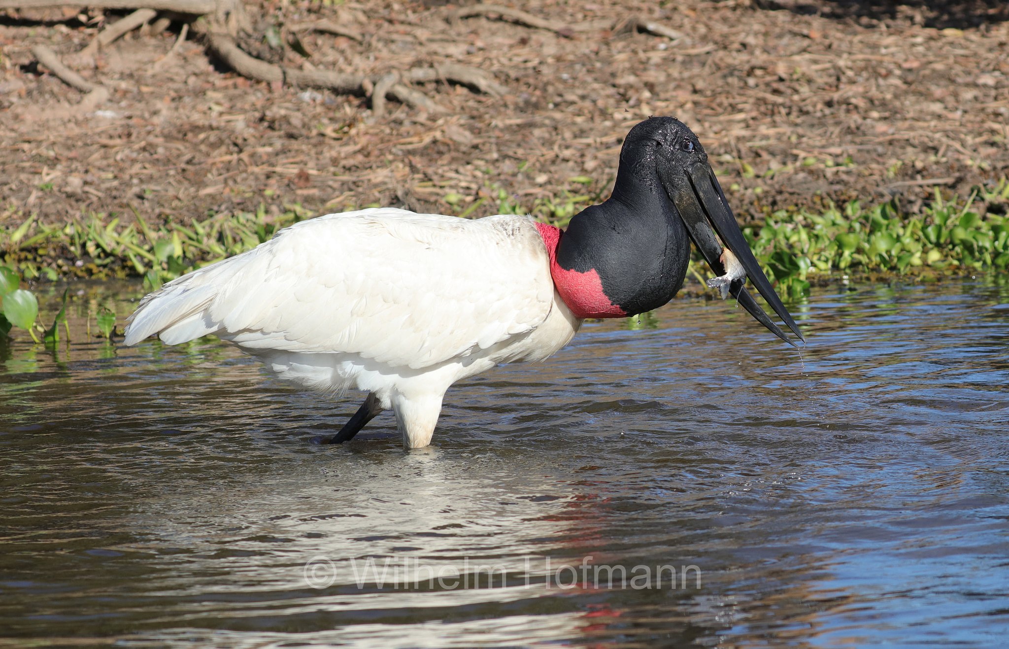 jabiru, jaburu, tuiuiú, tuim-de-papo vermelho, cauauá, Jabiru mycteria, Pantanal, Mato Grosso, Brazil, Brasil, Brasile, Brasilien, Rio Sararé