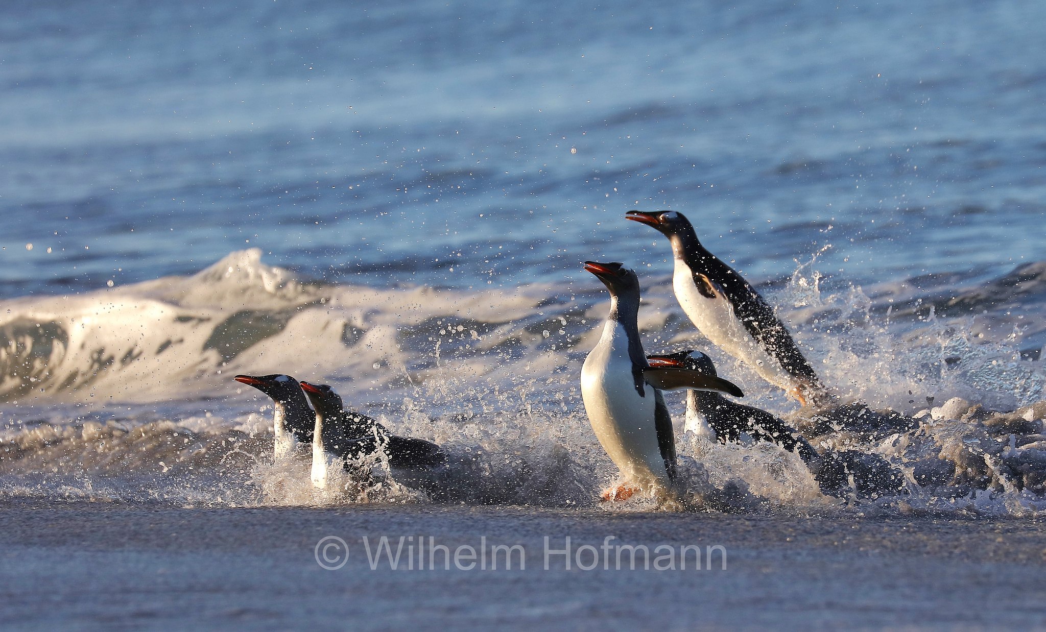 gentoo penguin, Eselspinguin, Rotschnabelpinguin, pigoscelide comune, pinguino Papua, Pygoscelis papua, Sealion Island, Sea Lion Island, Isla de los Leones Marinos, Falkland Islands, Falklandinseln, Isole Falkland
