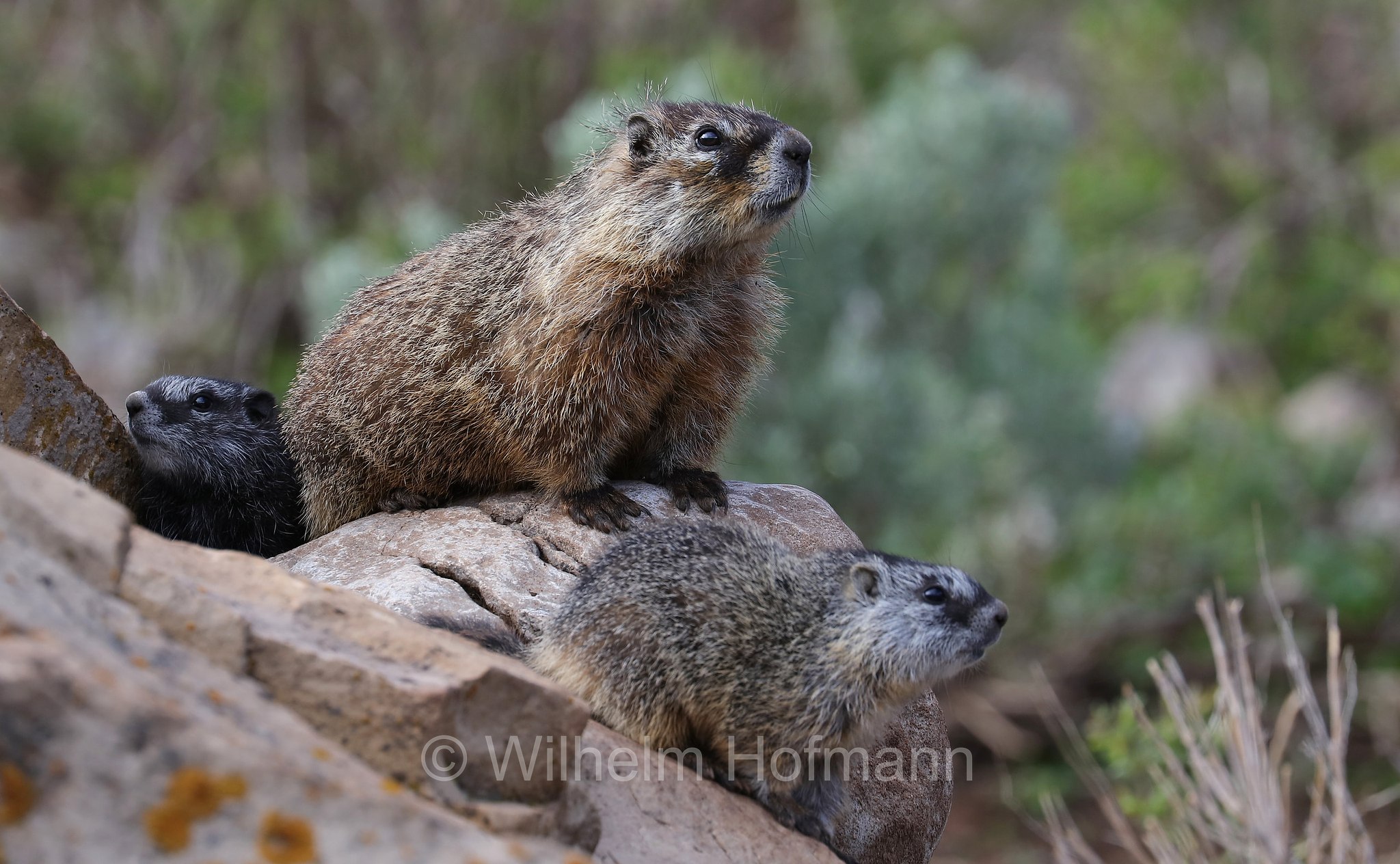 Marmota flaviventris, yellow-bellied marmot, rock chuck, Gelbbauchmurmeltier, marmotta dal ventre giallo, Gros Ventre Slide, Wyoming, USA