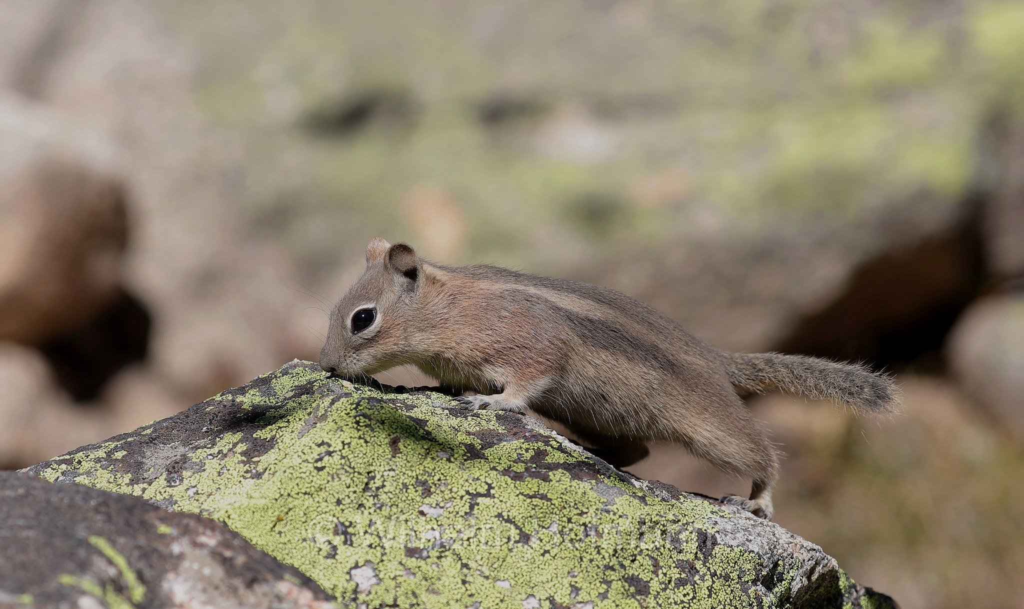 Callospermophilus lateralis, Spermophilus lateralis, golden-mantled ground squirrel, Goldmantelziesel, citello dal mantello dorato, North Saint Vrain Creek, Rocky Mountain National Park, Rocky-Mountain-Nationalpark, parco nazionale delle Montagne Rocciose, Colorado, USA